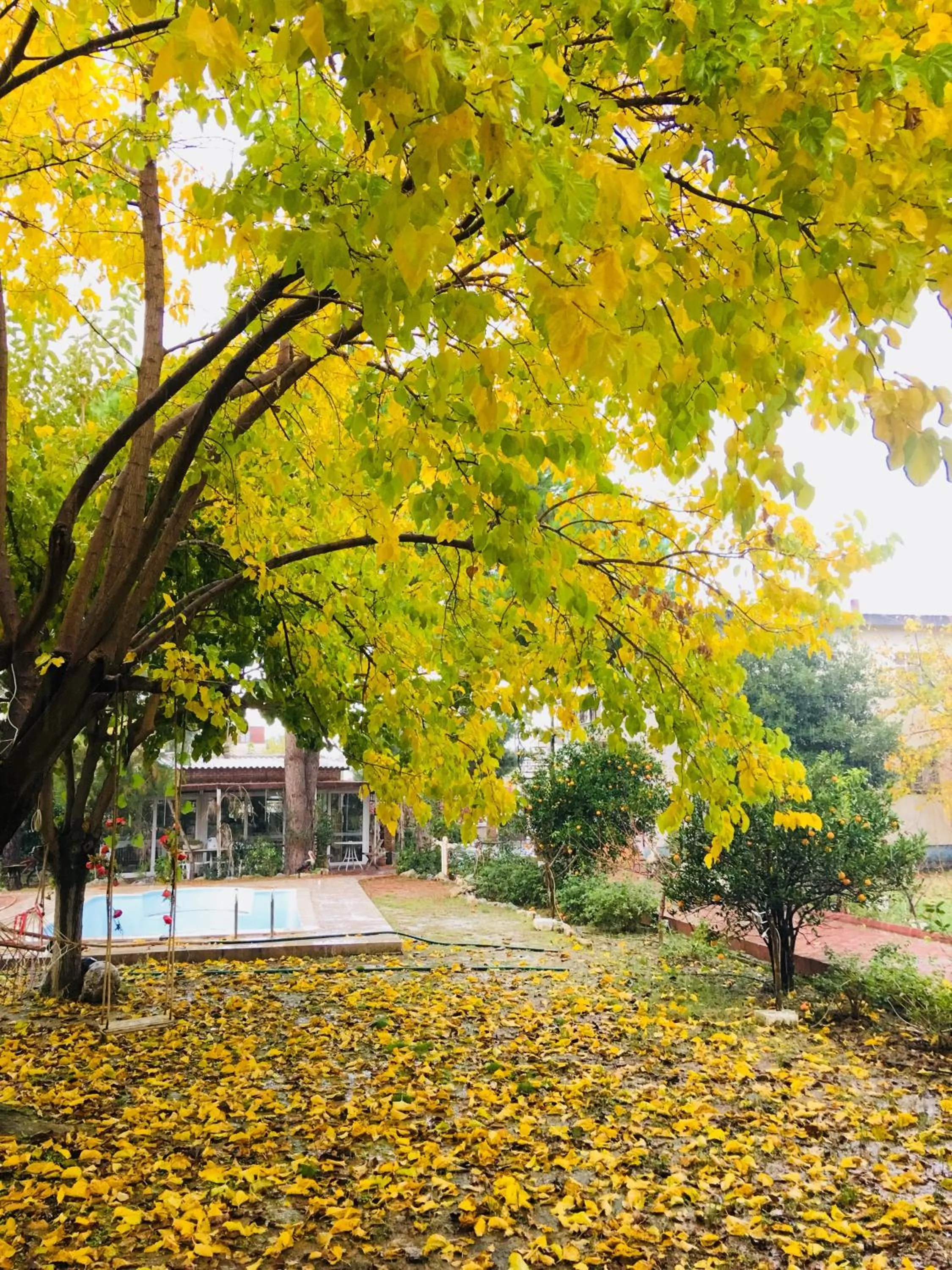 Garden in Mursel Garden Hotel
