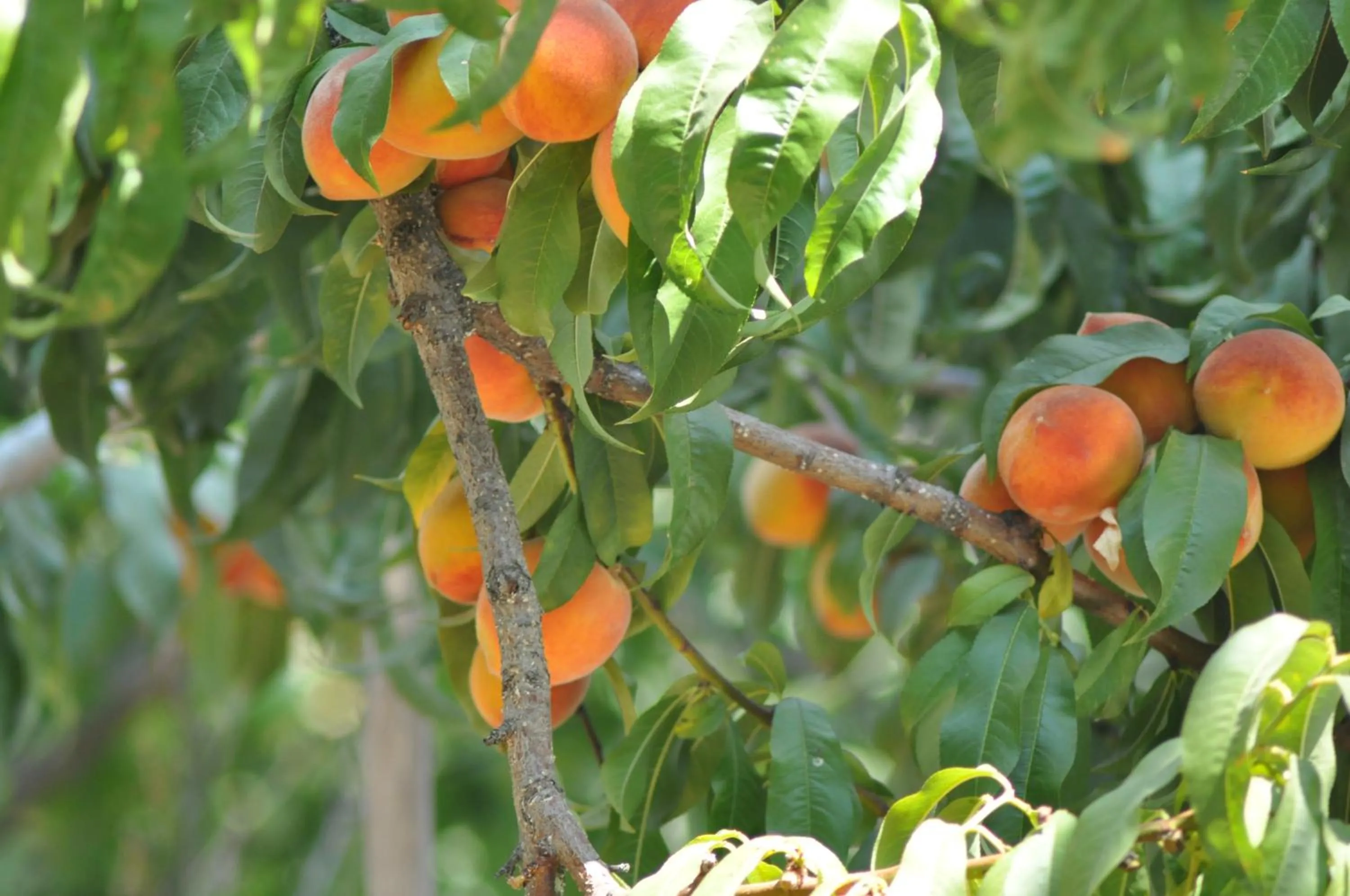 Garden in Mursel Garden Hotel