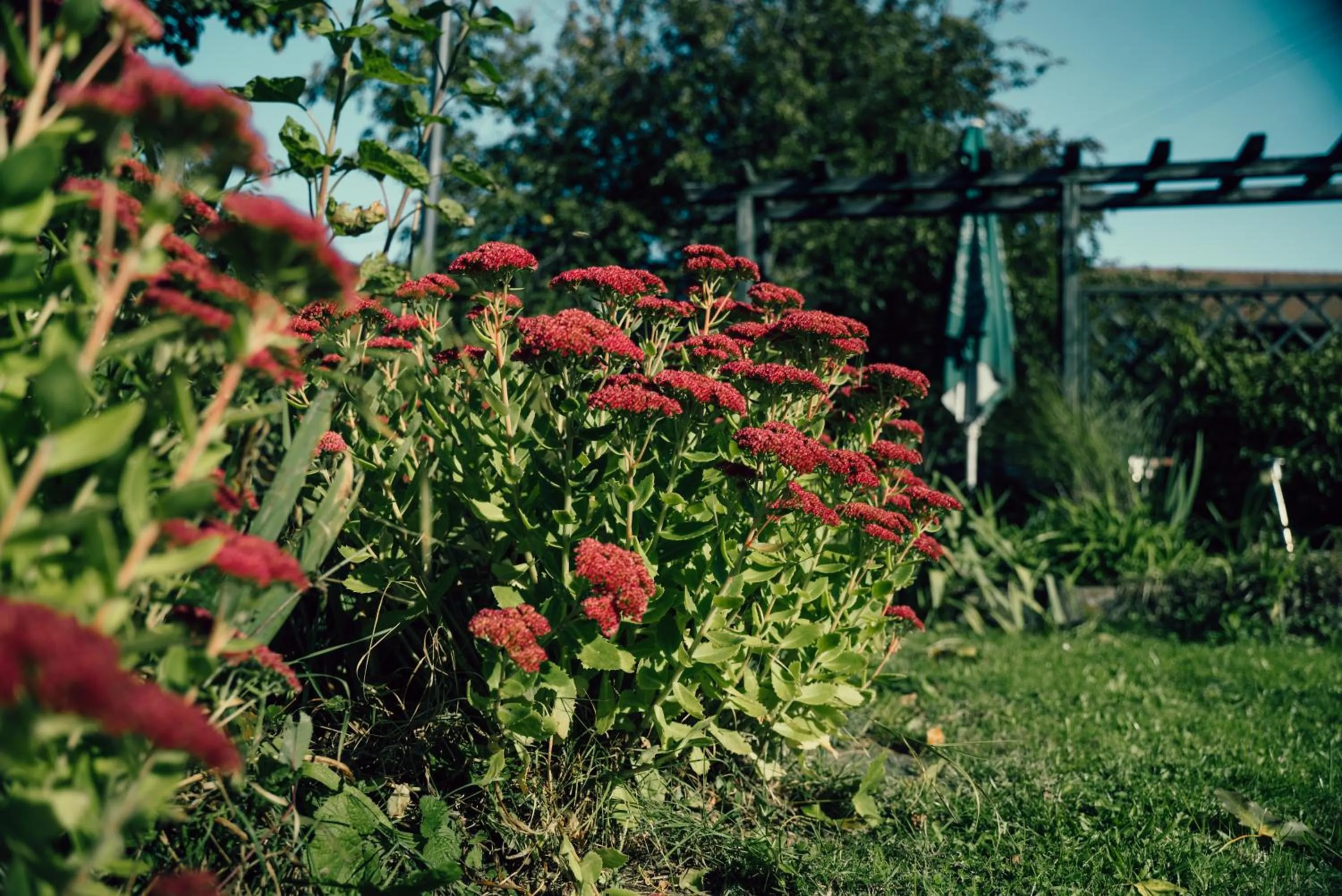 Garden view in Hotel Krone