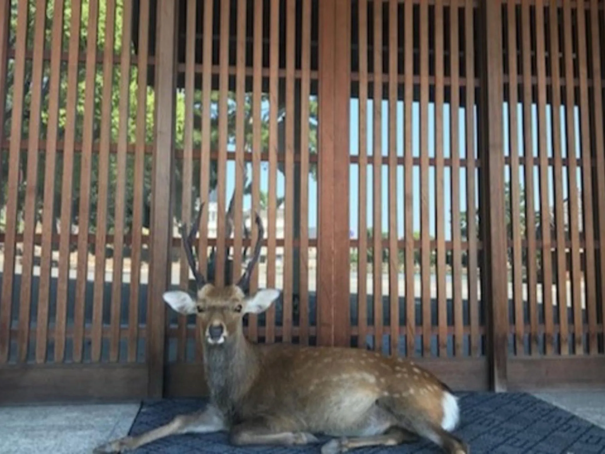 Property building in Yoshidaya Ryokan よしだや