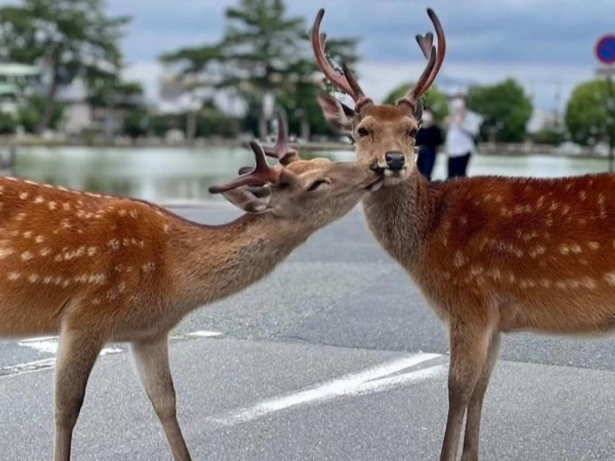Property building in Yoshidaya Ryokan よしだや