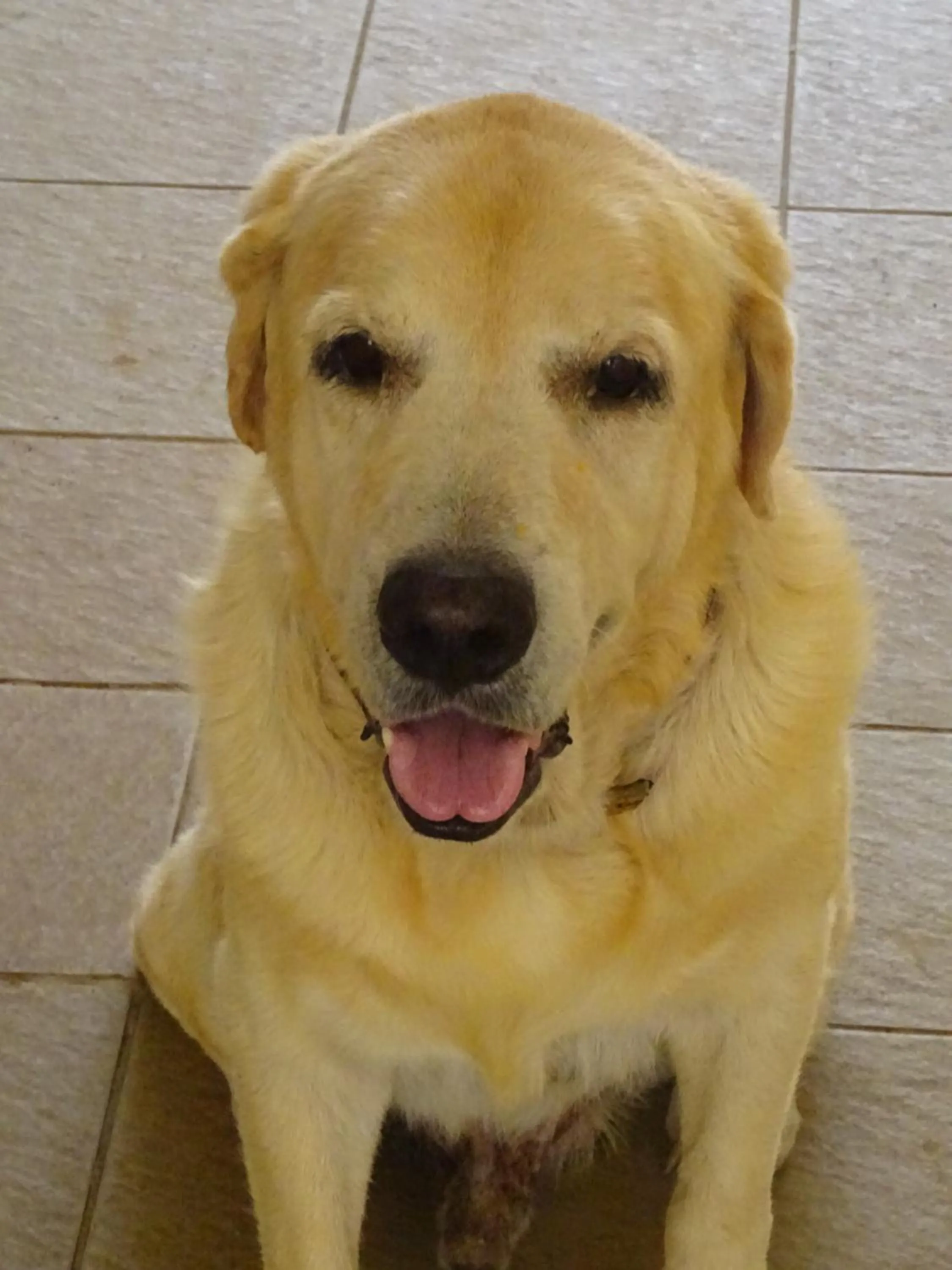 pet friendly in Les Créolines