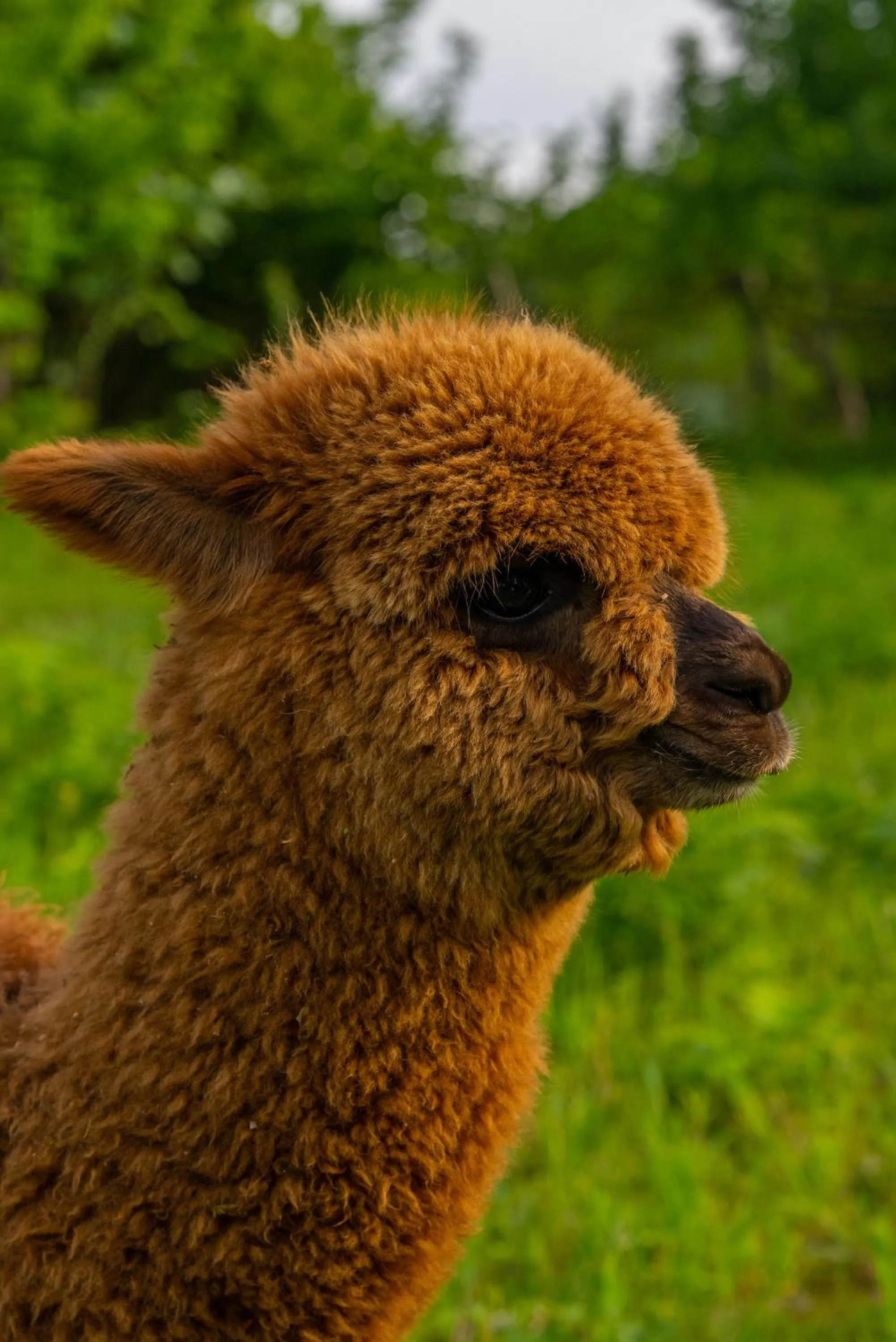 Alya Kartepe Villa Hotel