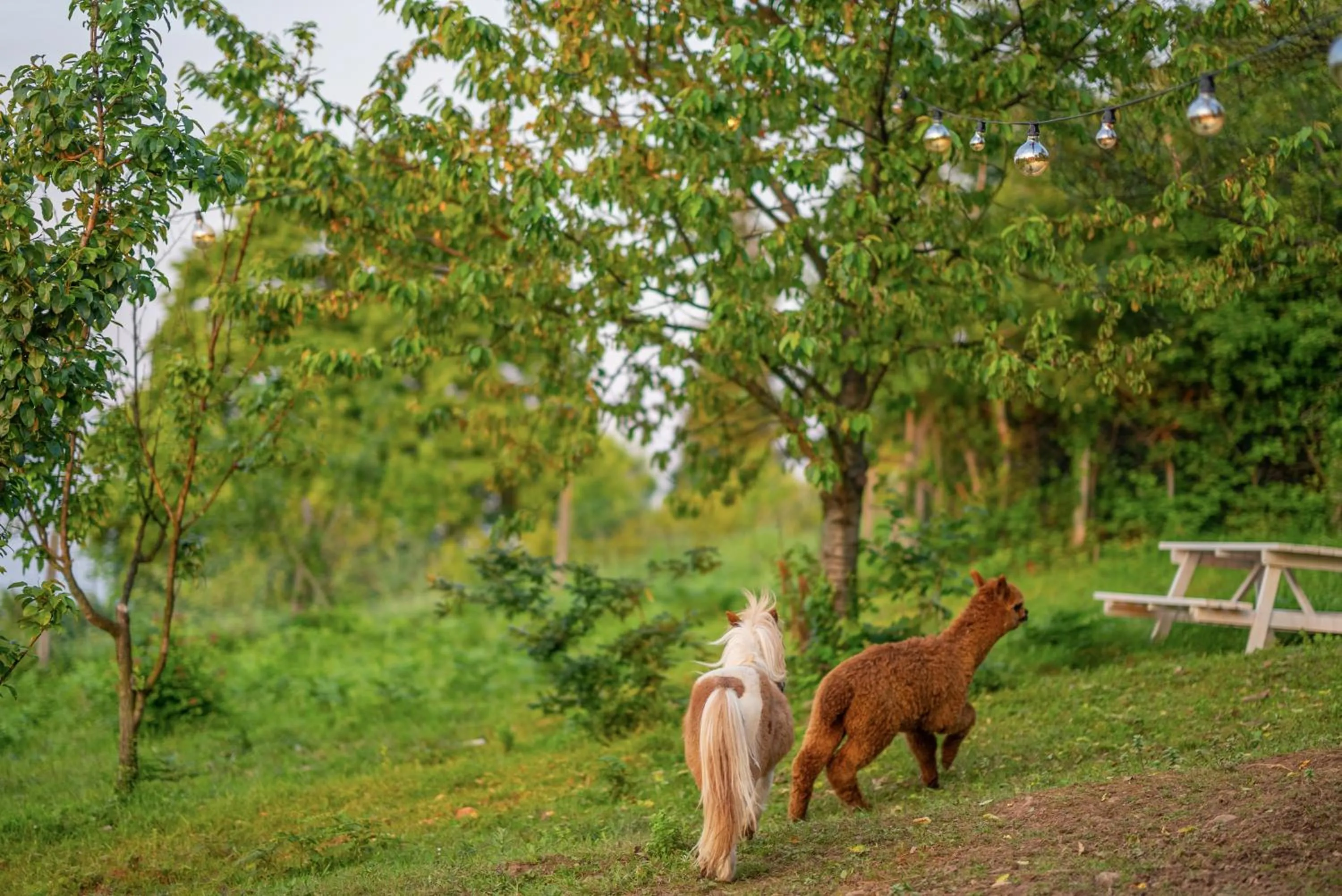 Alya Kartepe Villa Hotel
