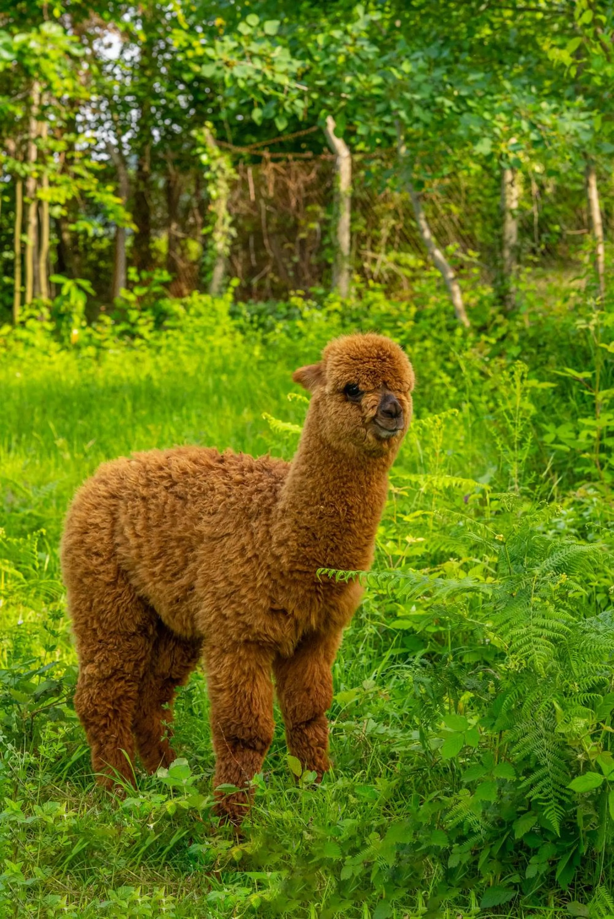 Alya Kartepe Villa Hotel