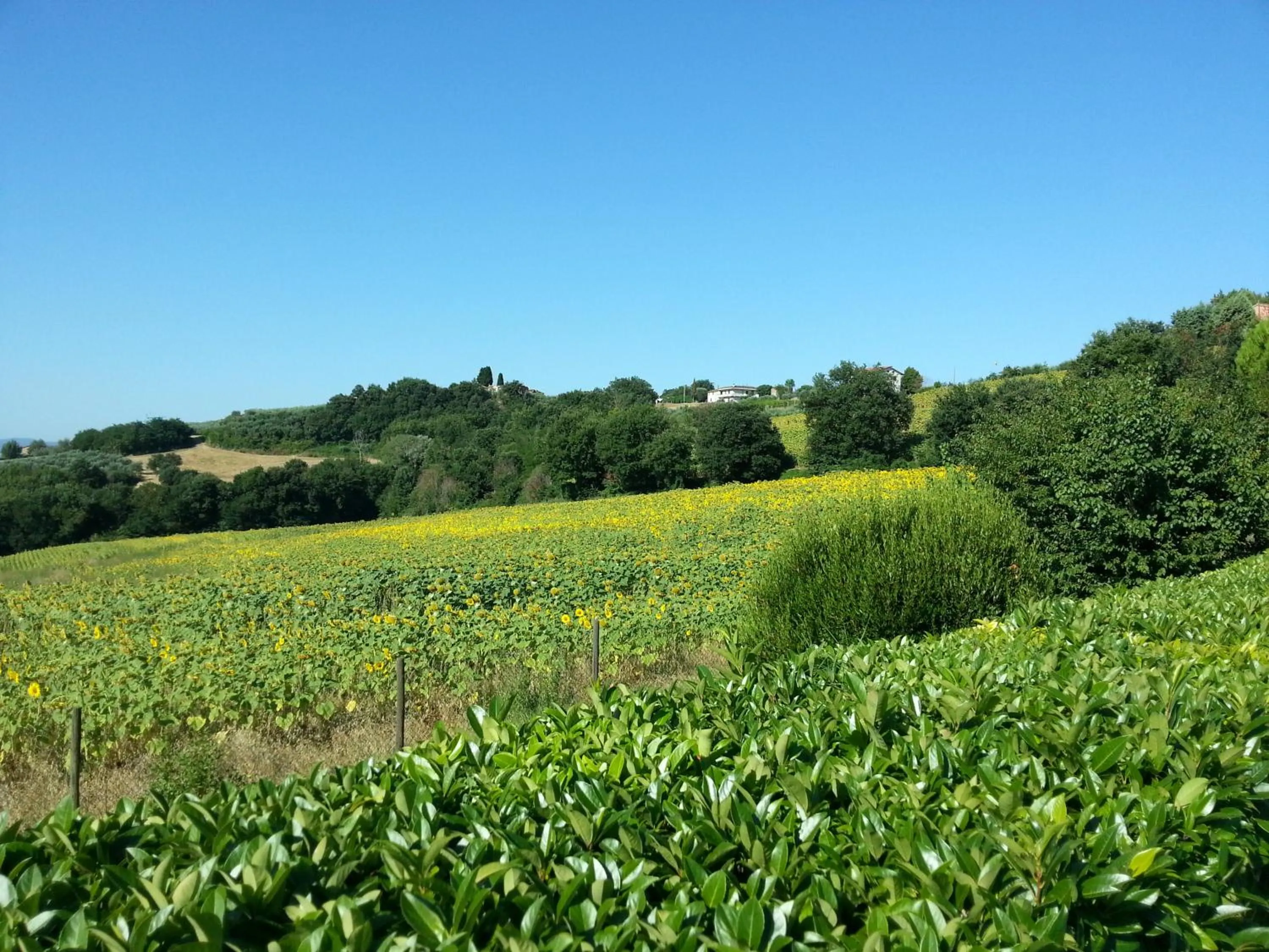 View (from property/room) in Il Borghetto