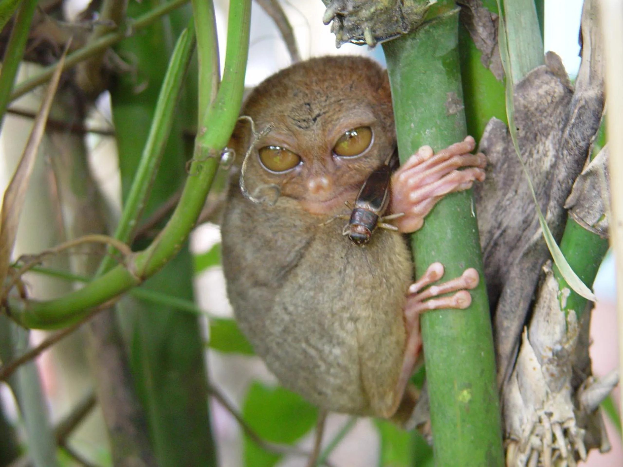 Area and facilities in Panglao Homes Resort & Villas