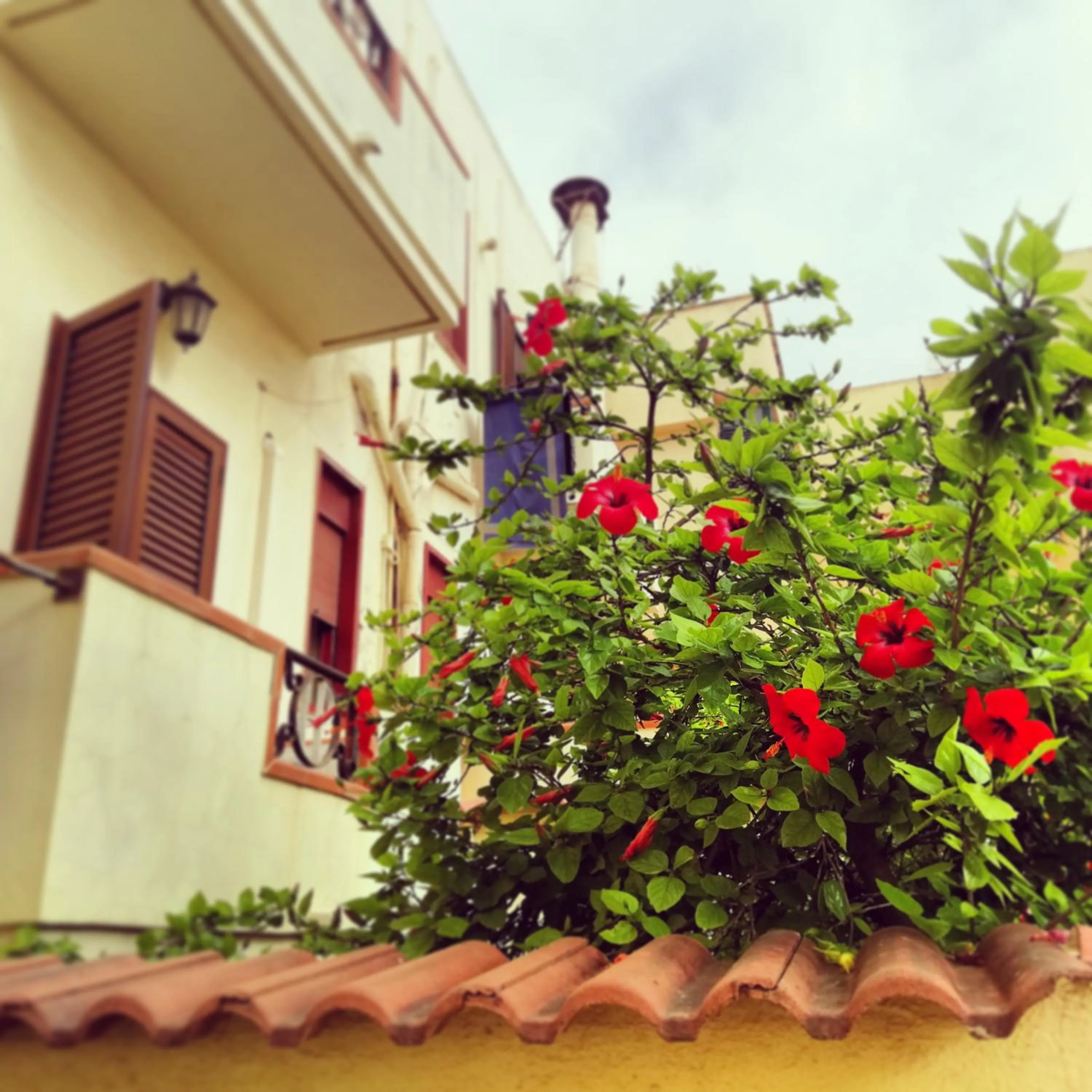 Garden in Hotel Le Pelagie