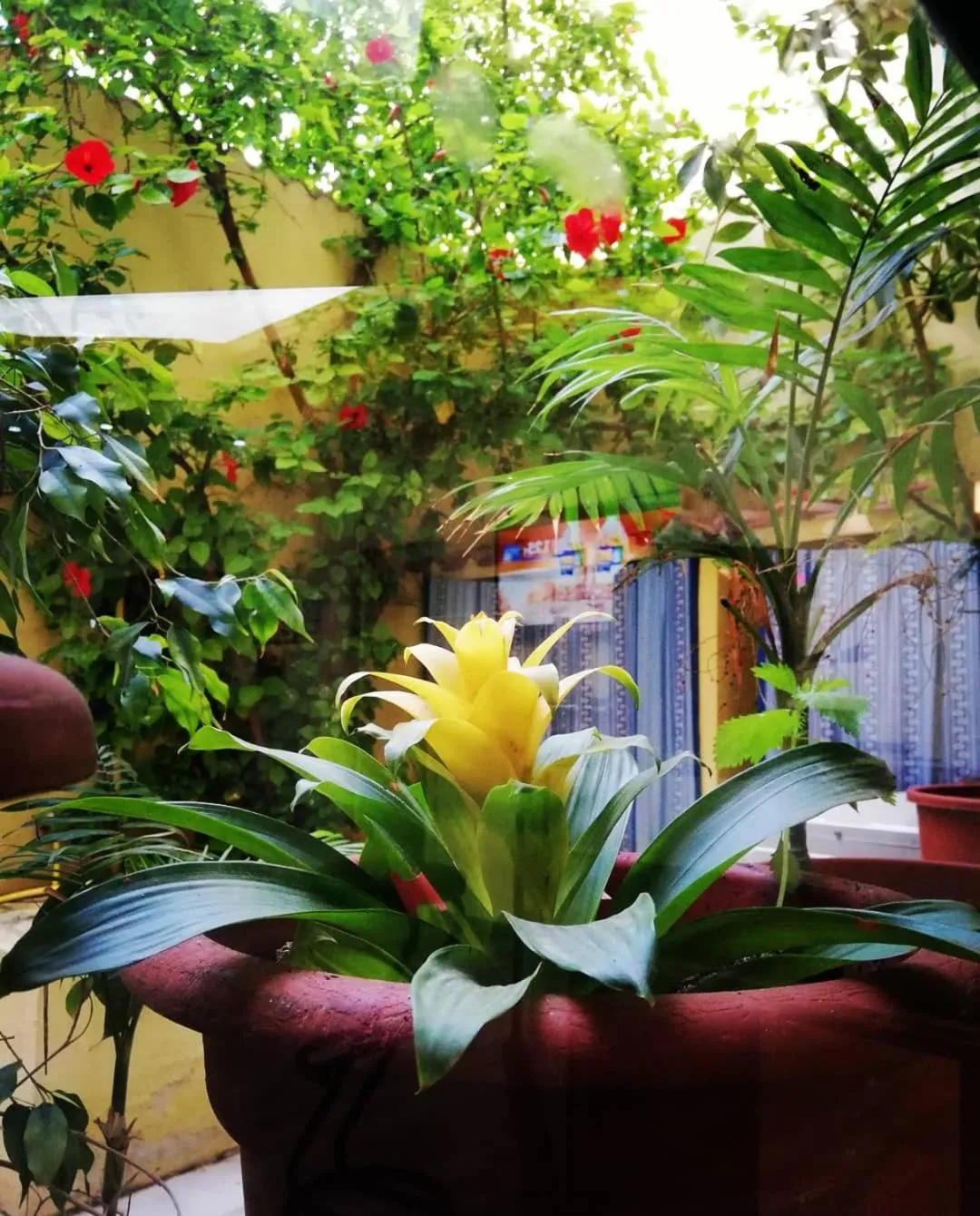 Garden in Hotel Le Pelagie