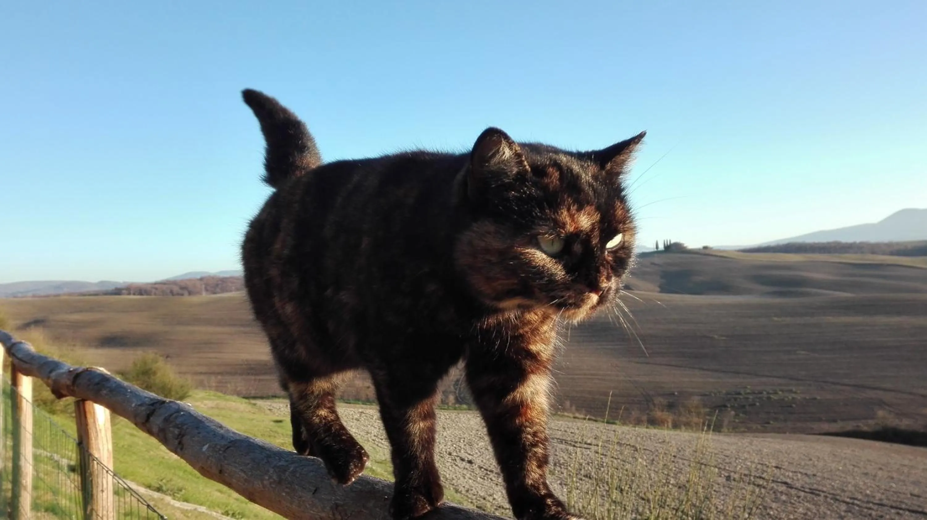 Pets in Agriturismo Bonello