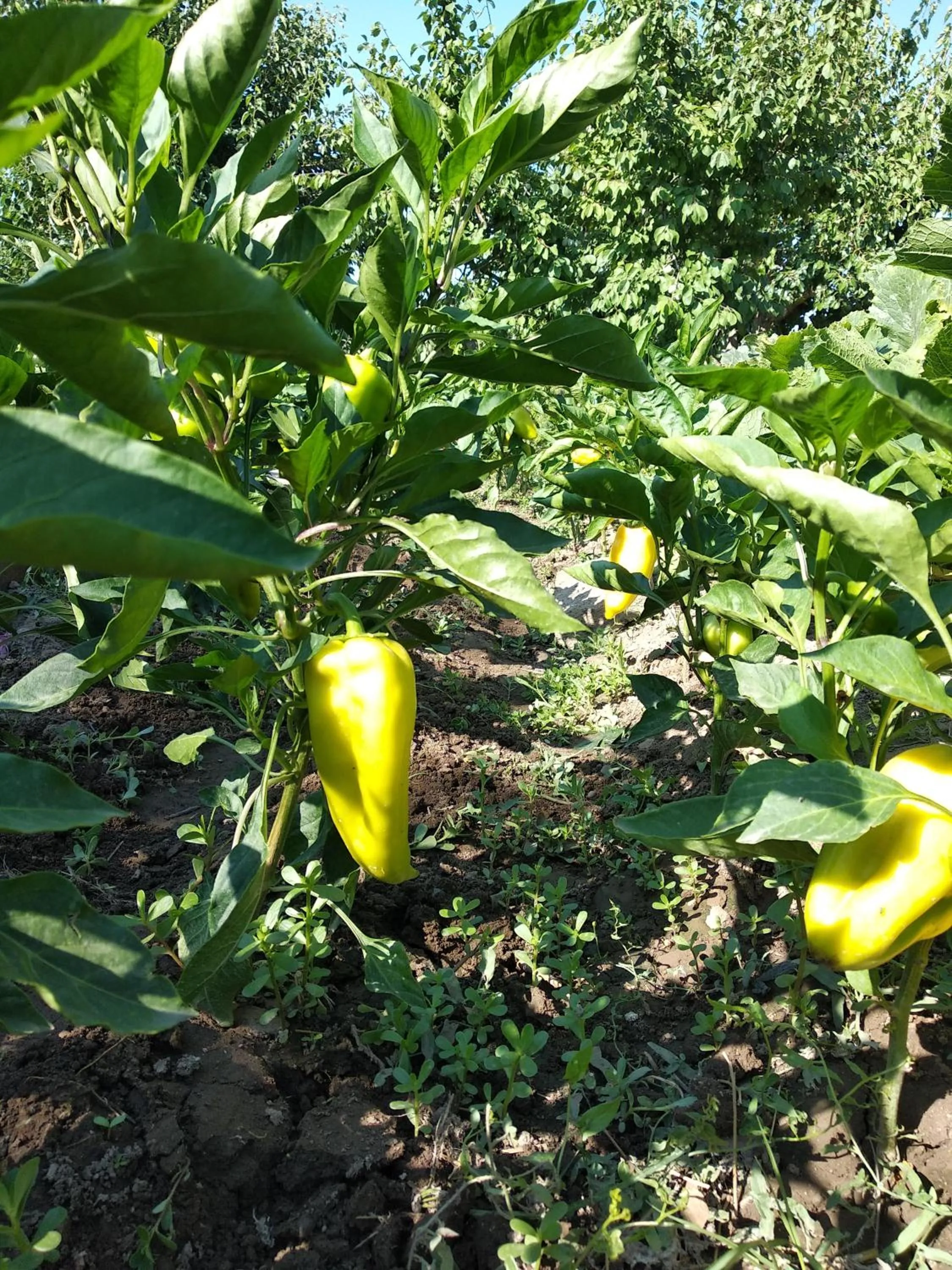Garden in Artson B&B Vagharshapat