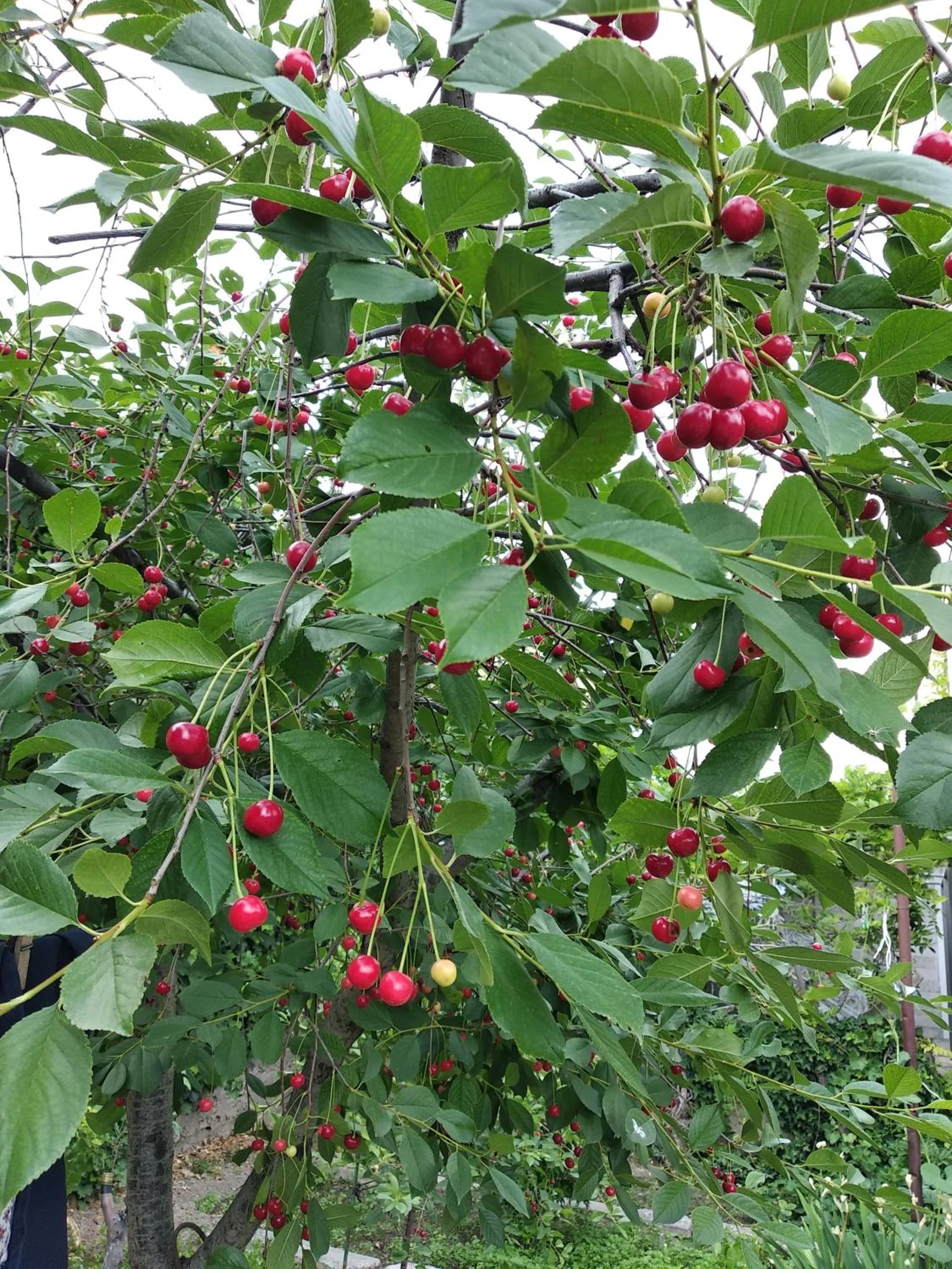Garden in Artson B&B Vagharshapat