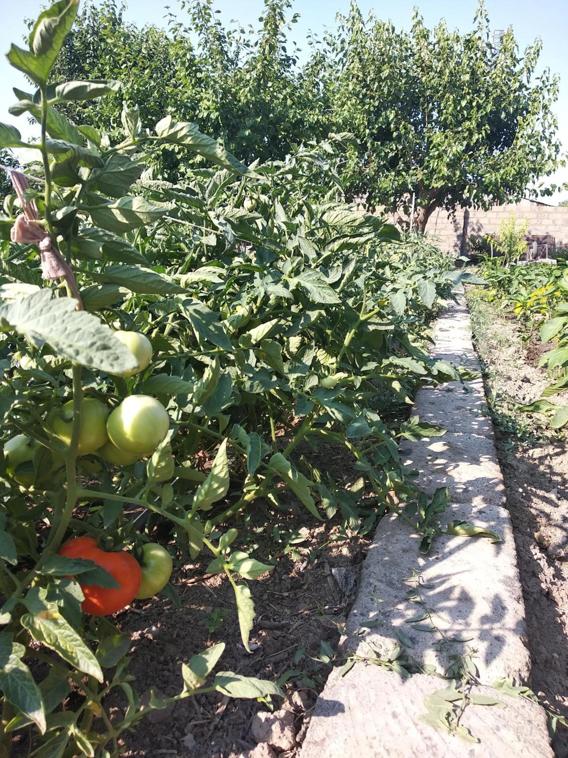 Garden in Artson B&B Vagharshapat