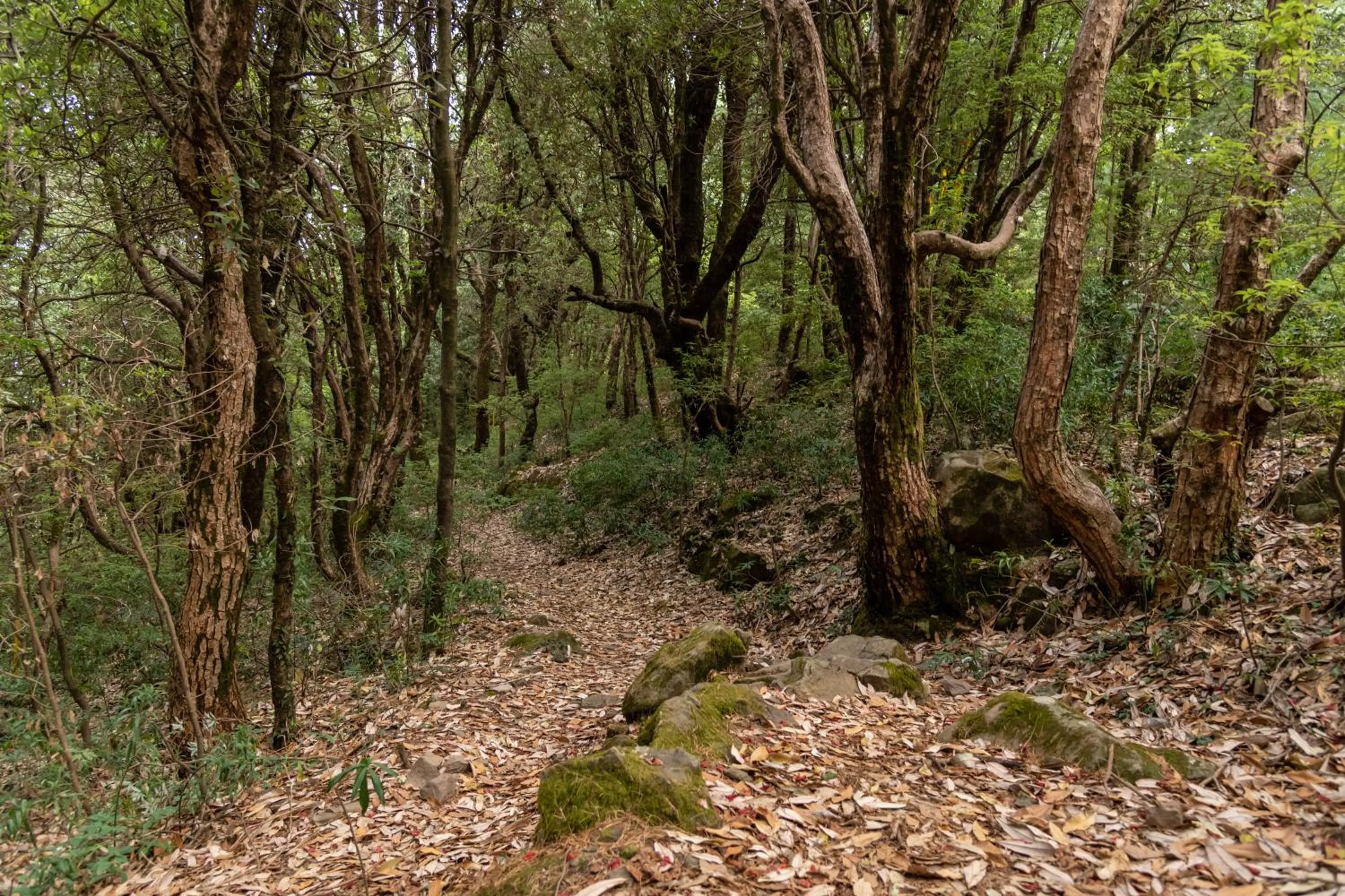 Natural landscape in Hotel Eagles Nest