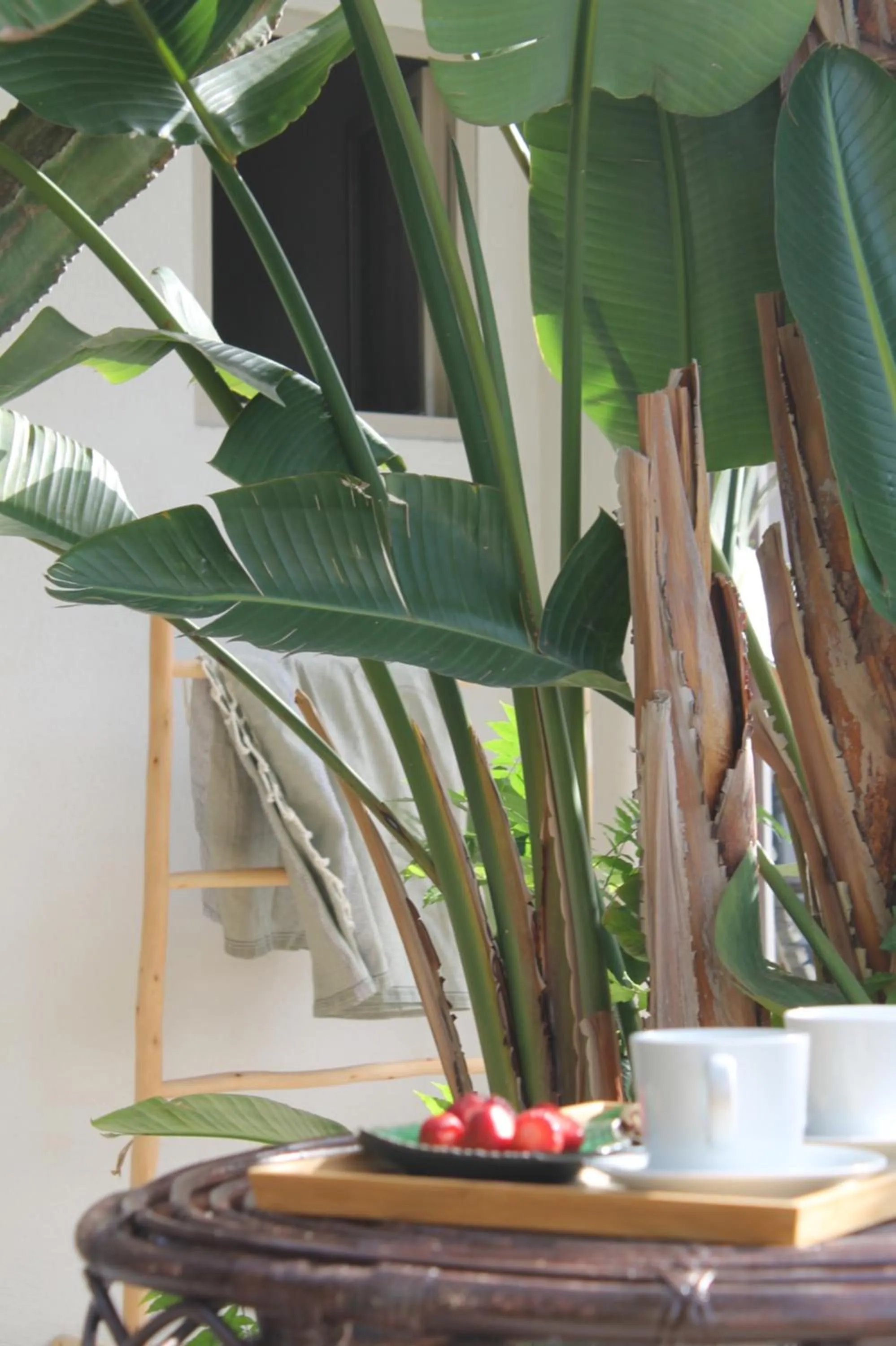 Food and drinks in Clori Gaeta