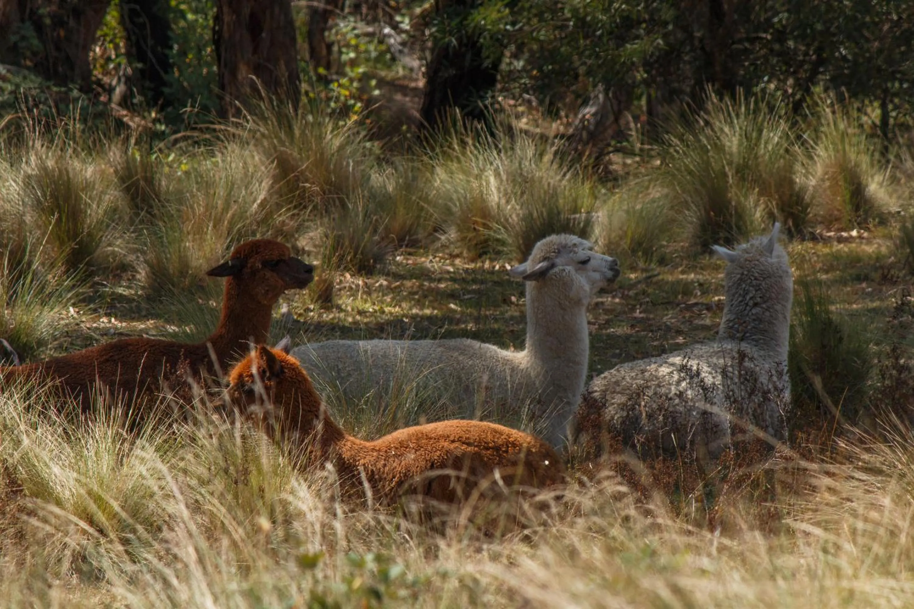 Garden in Eagle View Escape