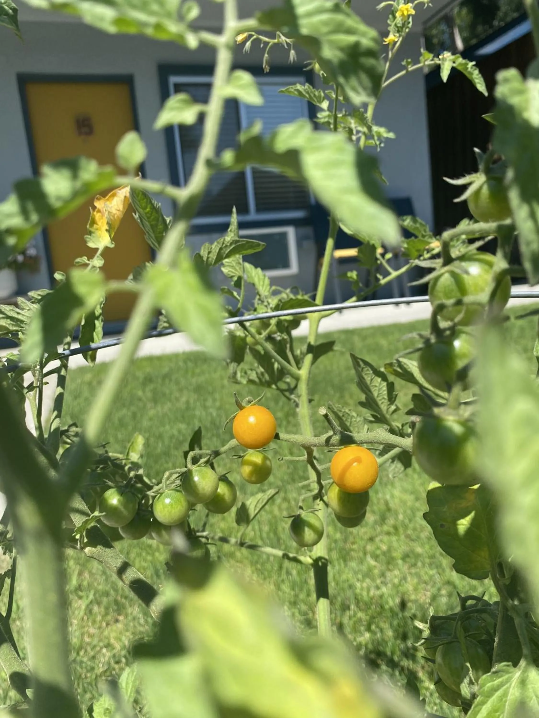 Garden in Columbia Point Resort