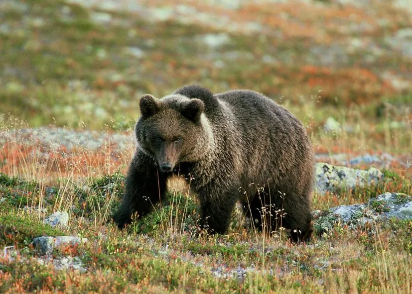 Property building in Sonfjällsgårdens Wärdshus & Hotell