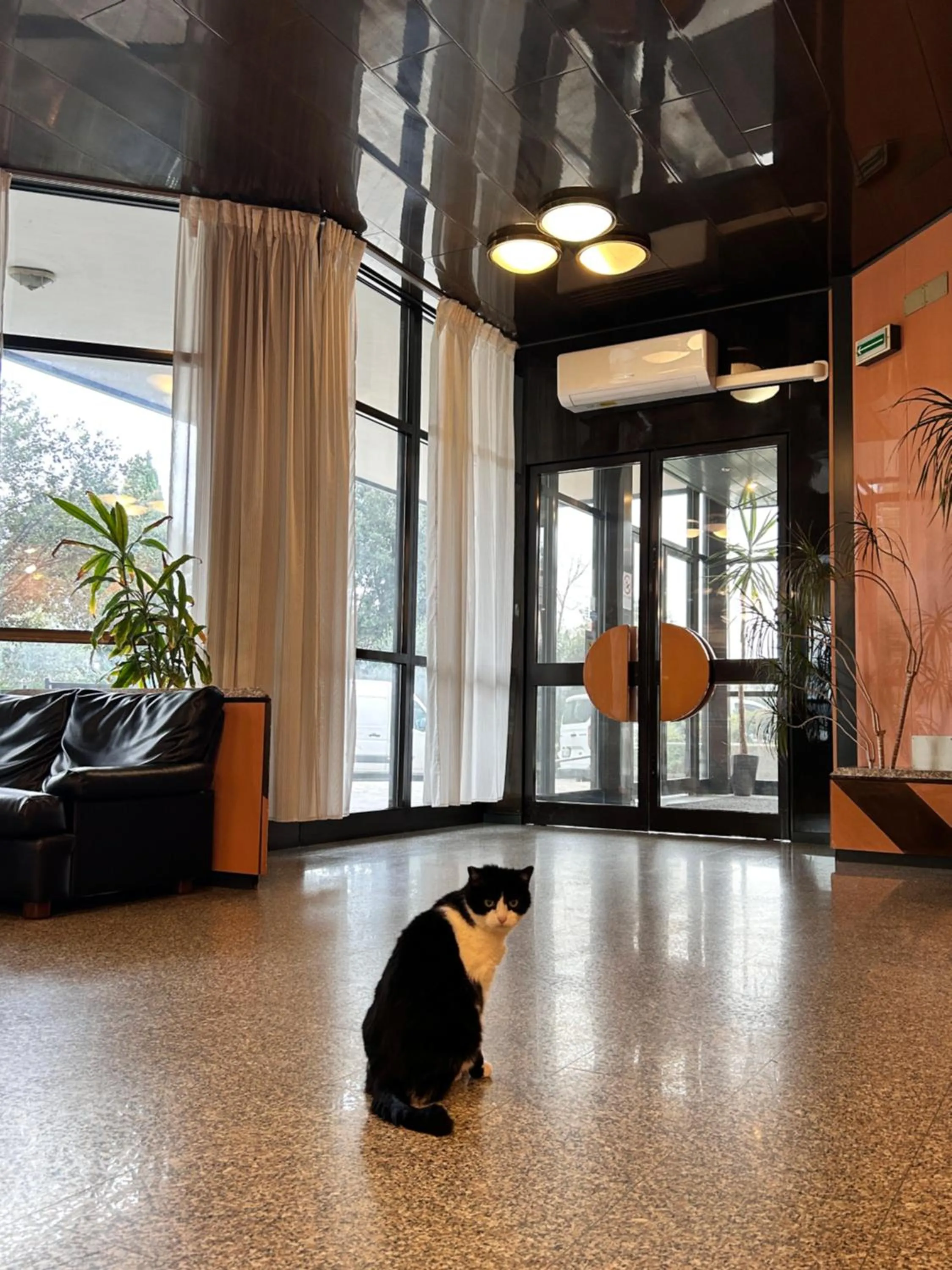 Animals in La Fenice Hotel