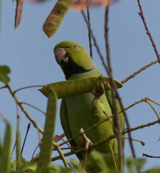 Animals in Bakotu Hotel