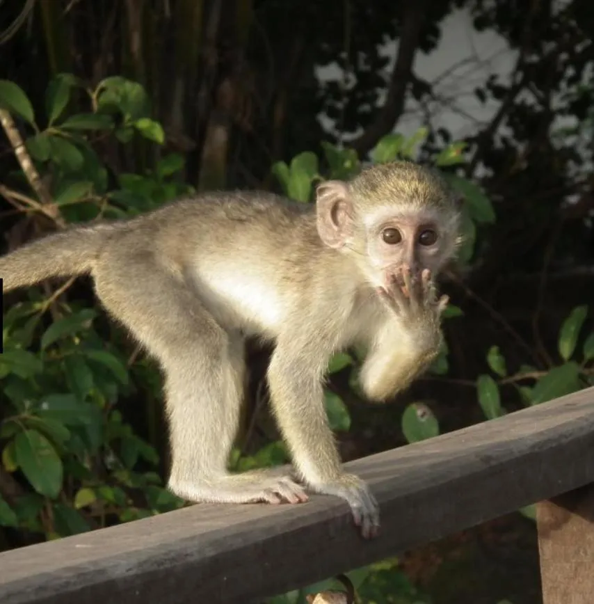 Animals in Bakotu Hotel