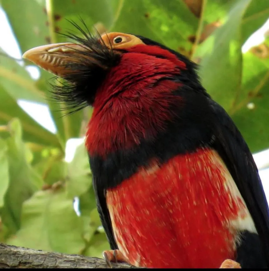Animals in Bakotu Hotel