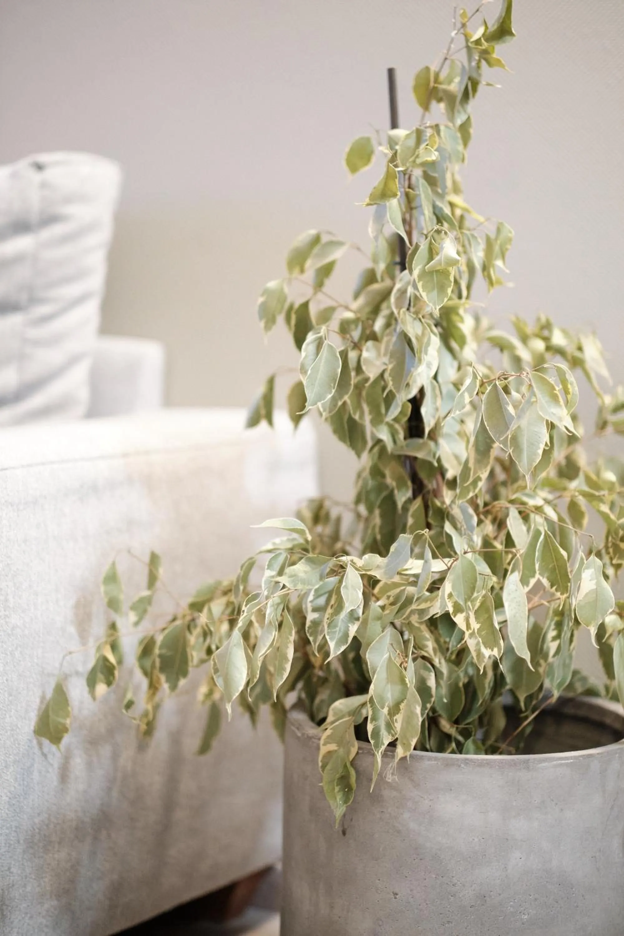 Living room in Hotel Pernigele