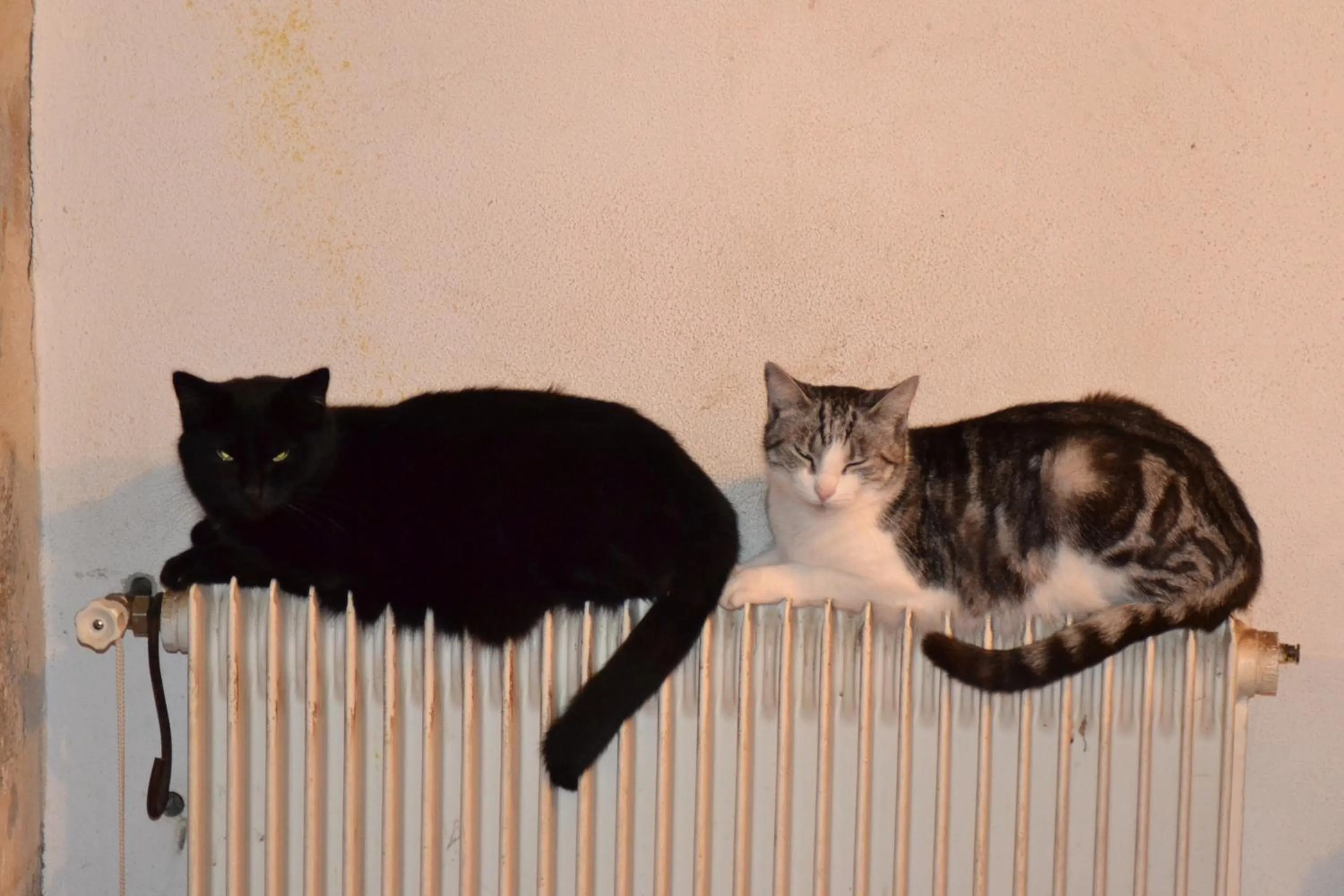 Animals in Domaine de Benveau