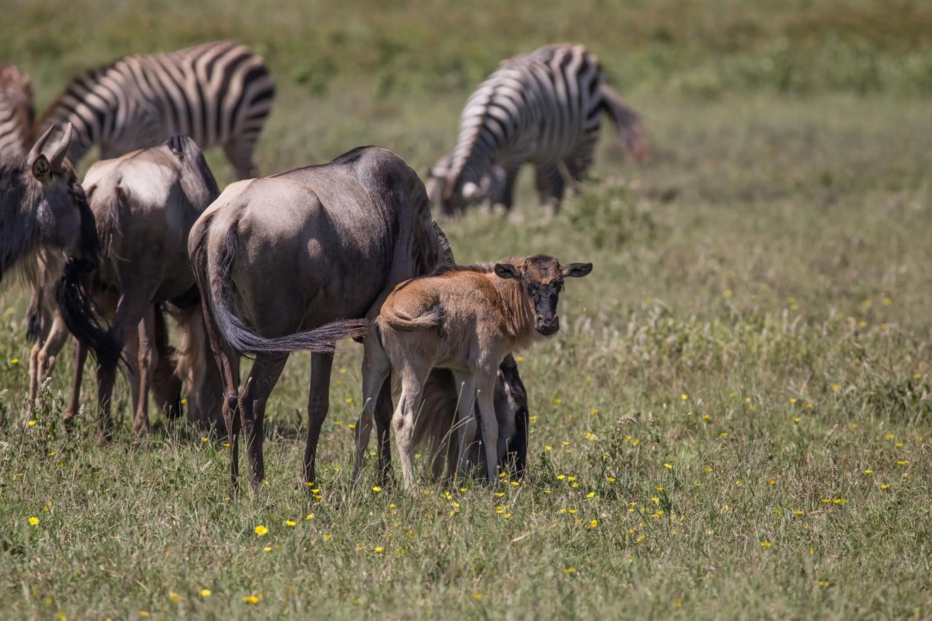 Animals in Africa Safari South Serengeti Ndutu Ngorongoro