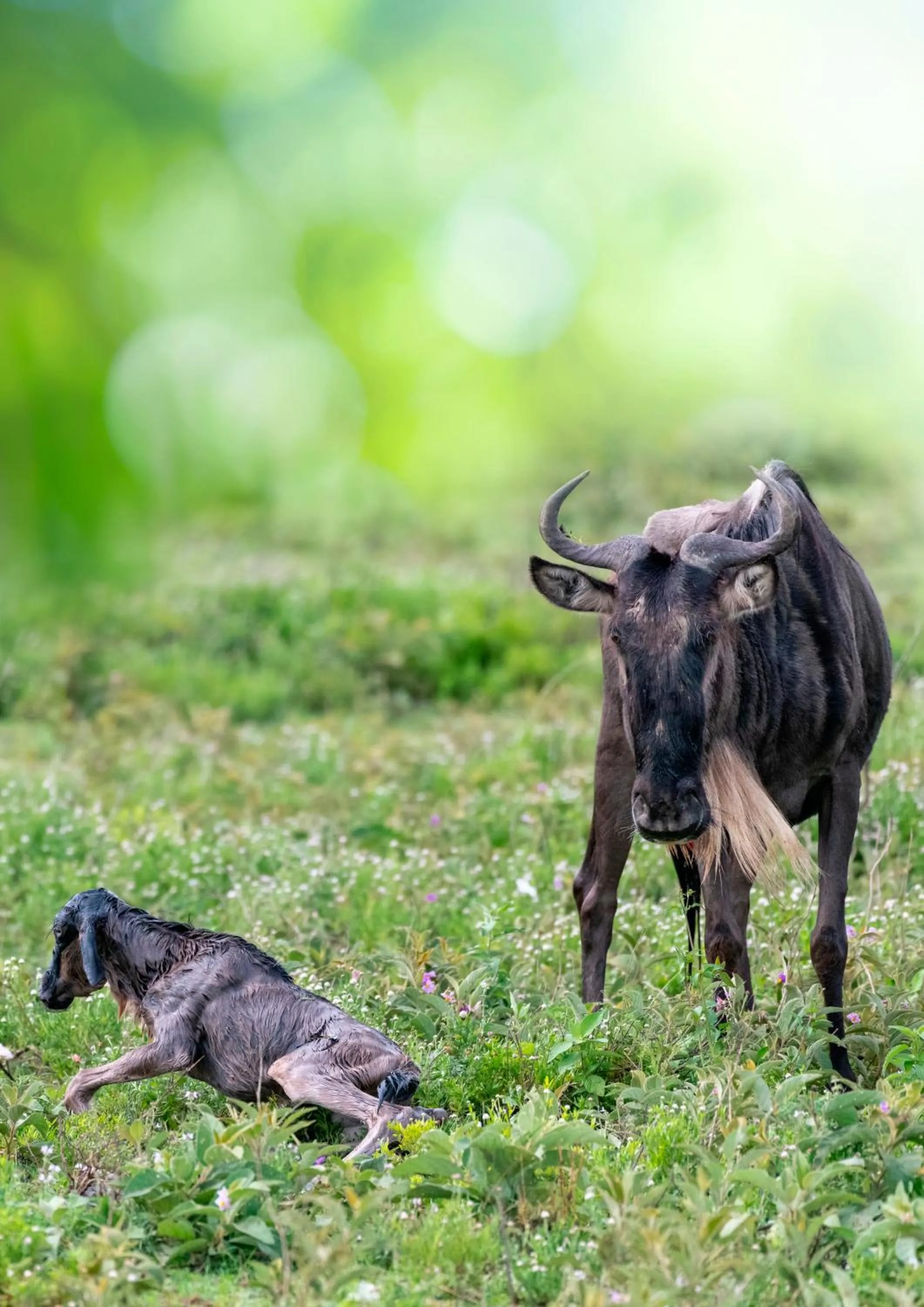 Animals in Africa Safari South Serengeti Ndutu Ngorongoro