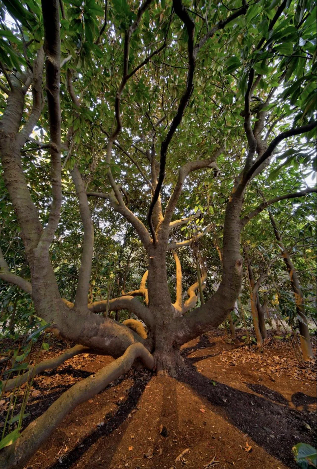 Natural landscape in Red Hill Bed and Breakfast