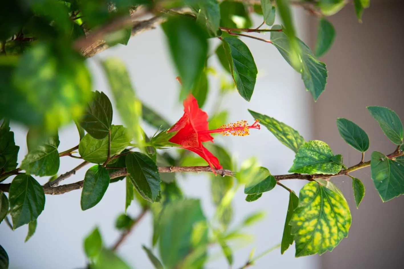 Kaiser Luxury Suites