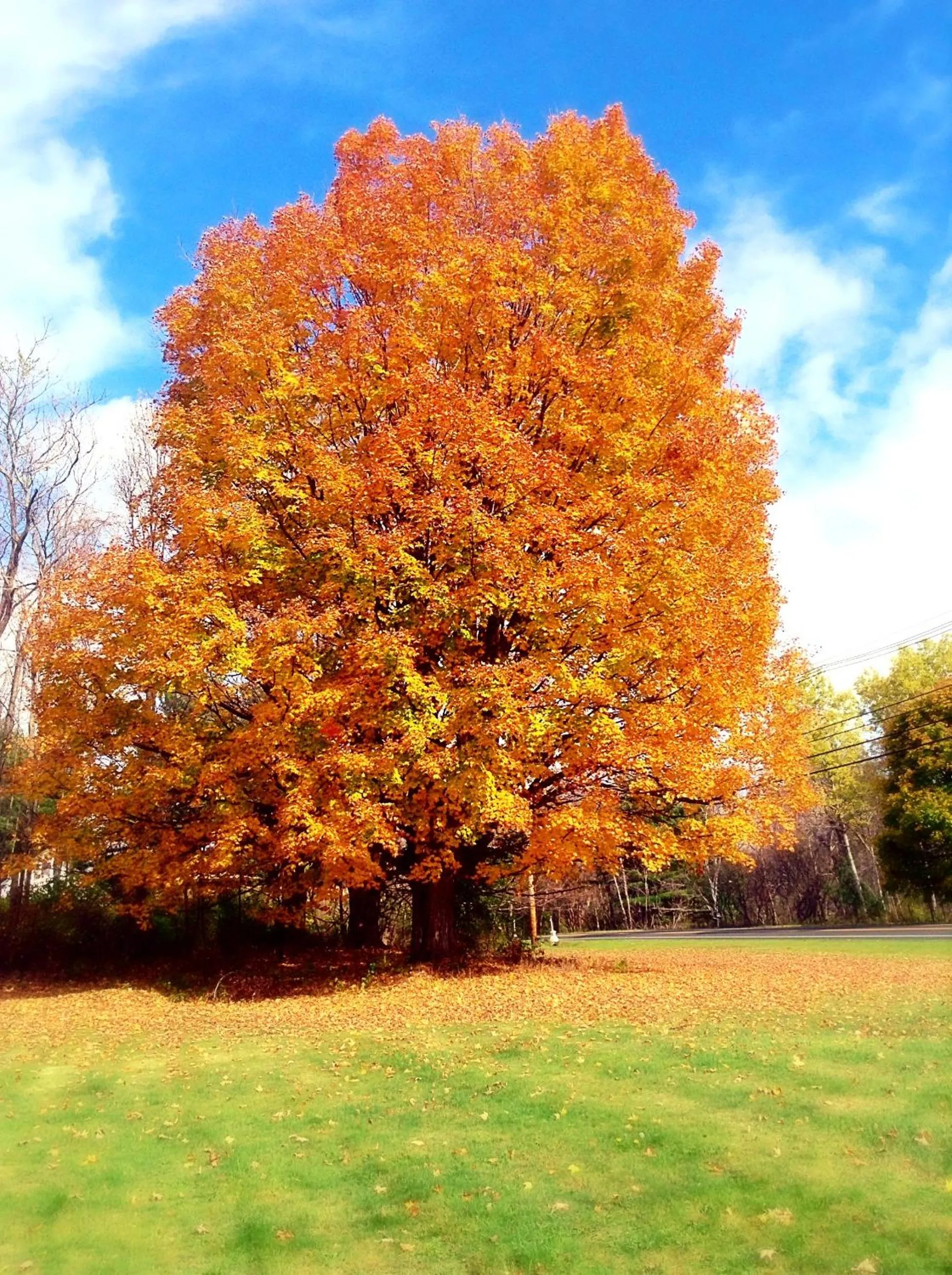 Spring in Starlight Inn