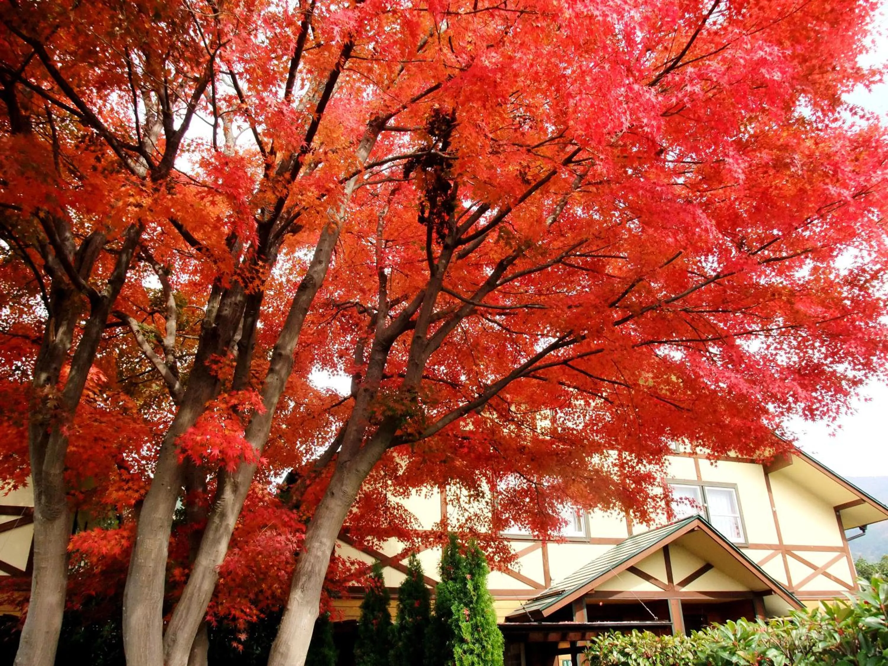 Autumn in Lake Villa Kawaguchiko
