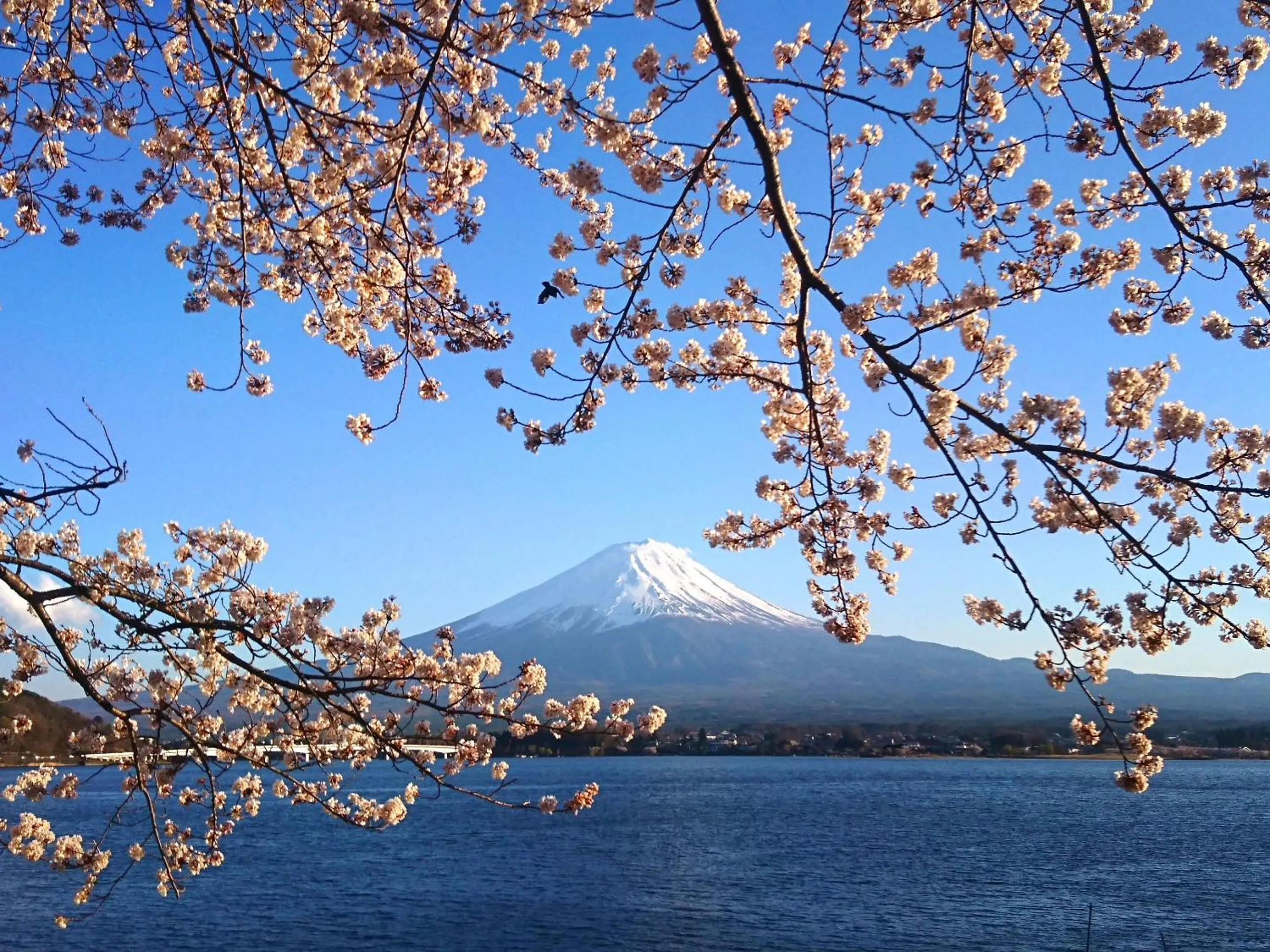 Spring in Lake Villa Kawaguchiko