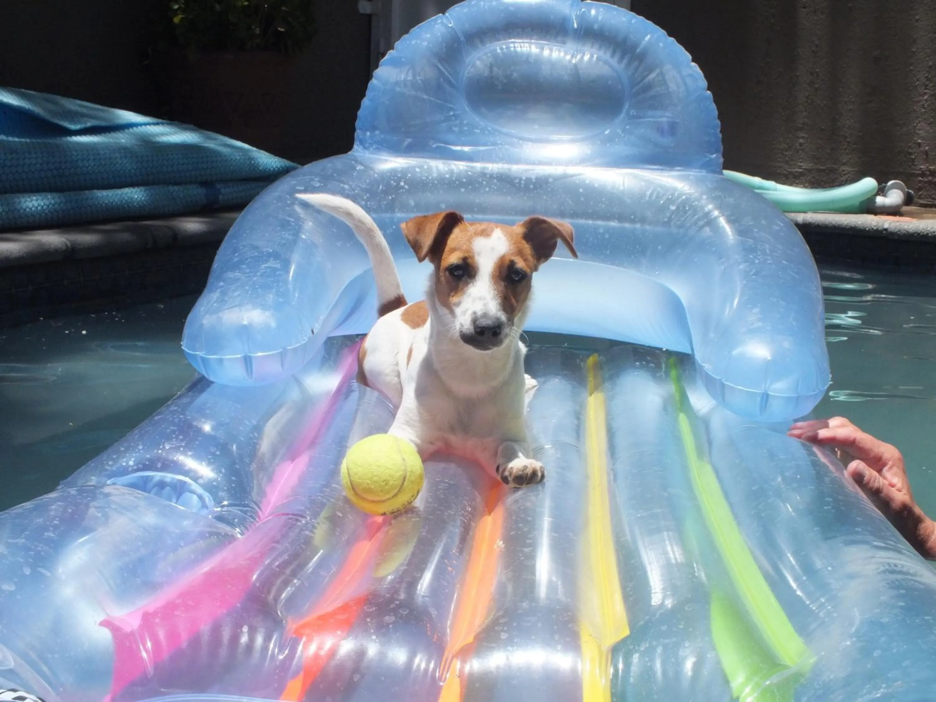 Pets in Uzuri Guesthouse CC