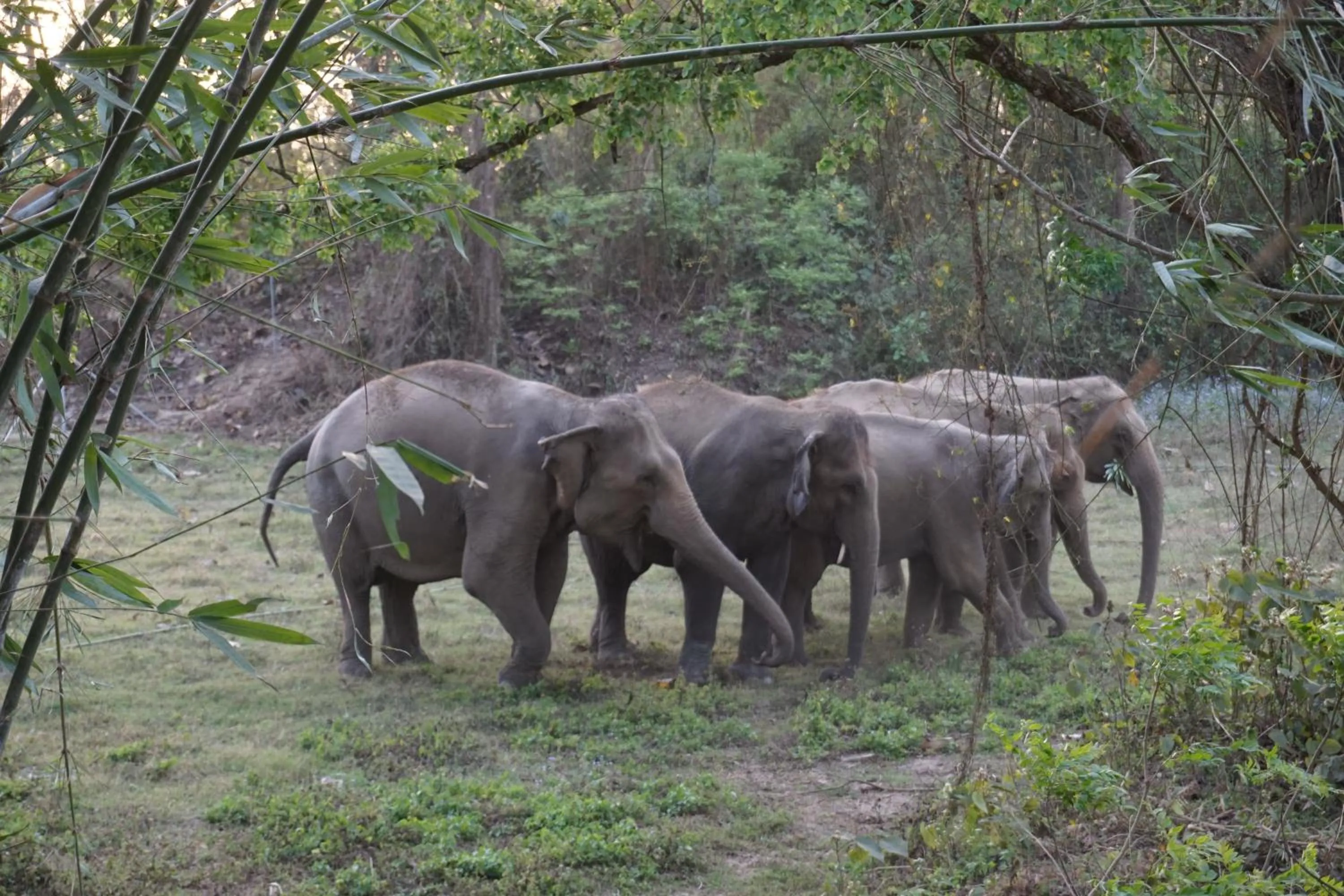 Animals in Tiger Tops Tharu Lodge