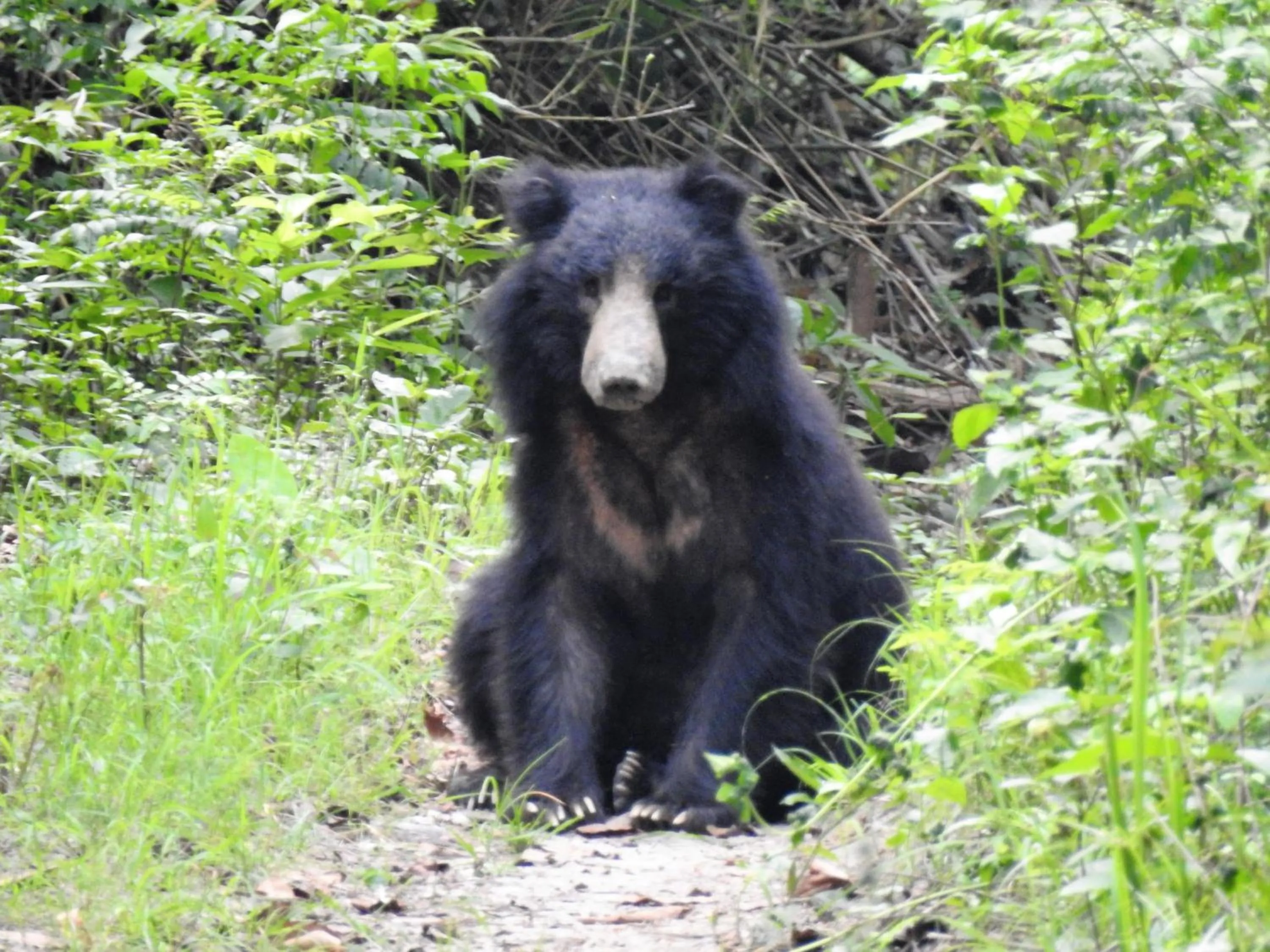 View (from property/room) in Tiger Tops Tharu Lodge