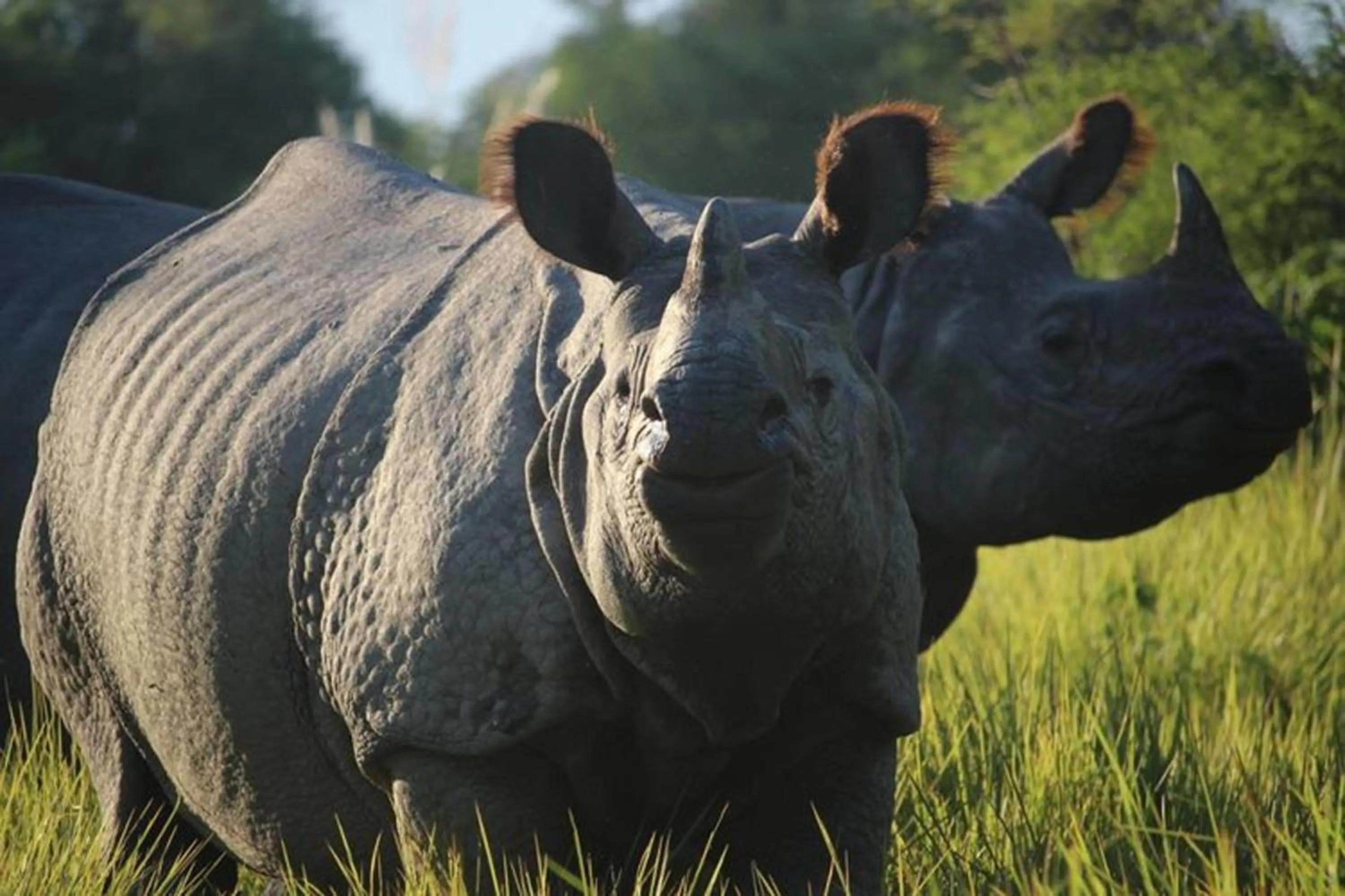 Activities in Tiger Tops Tharu Lodge