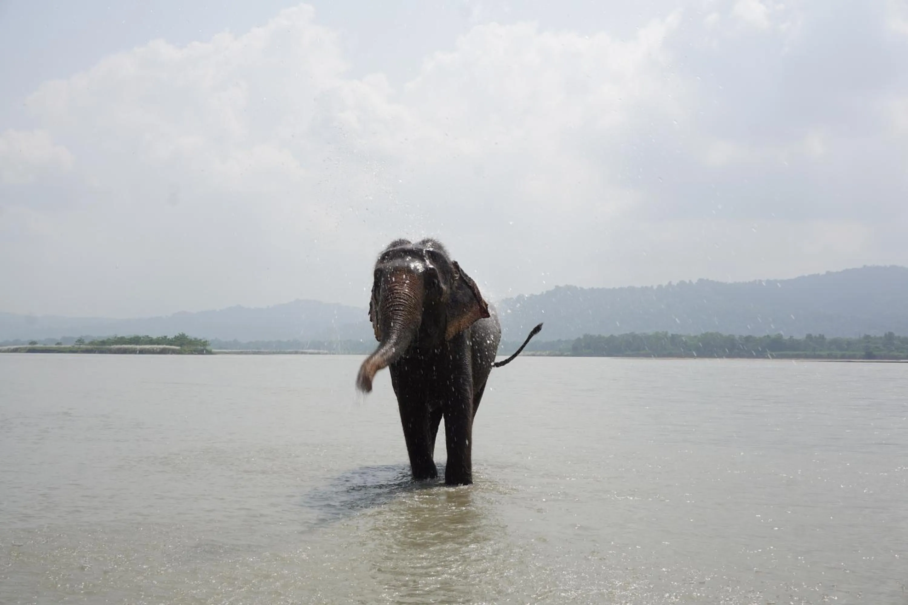 Animals in Tiger Tops Tharu Lodge