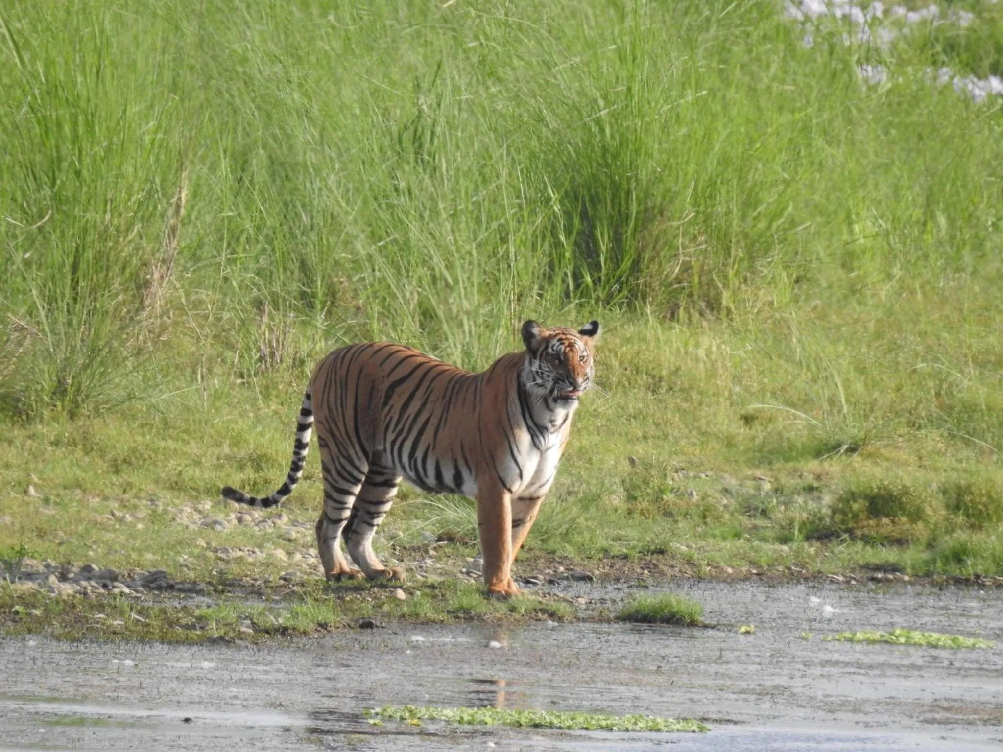 Natural landscape in Tiger Tops Tharu Lodge
