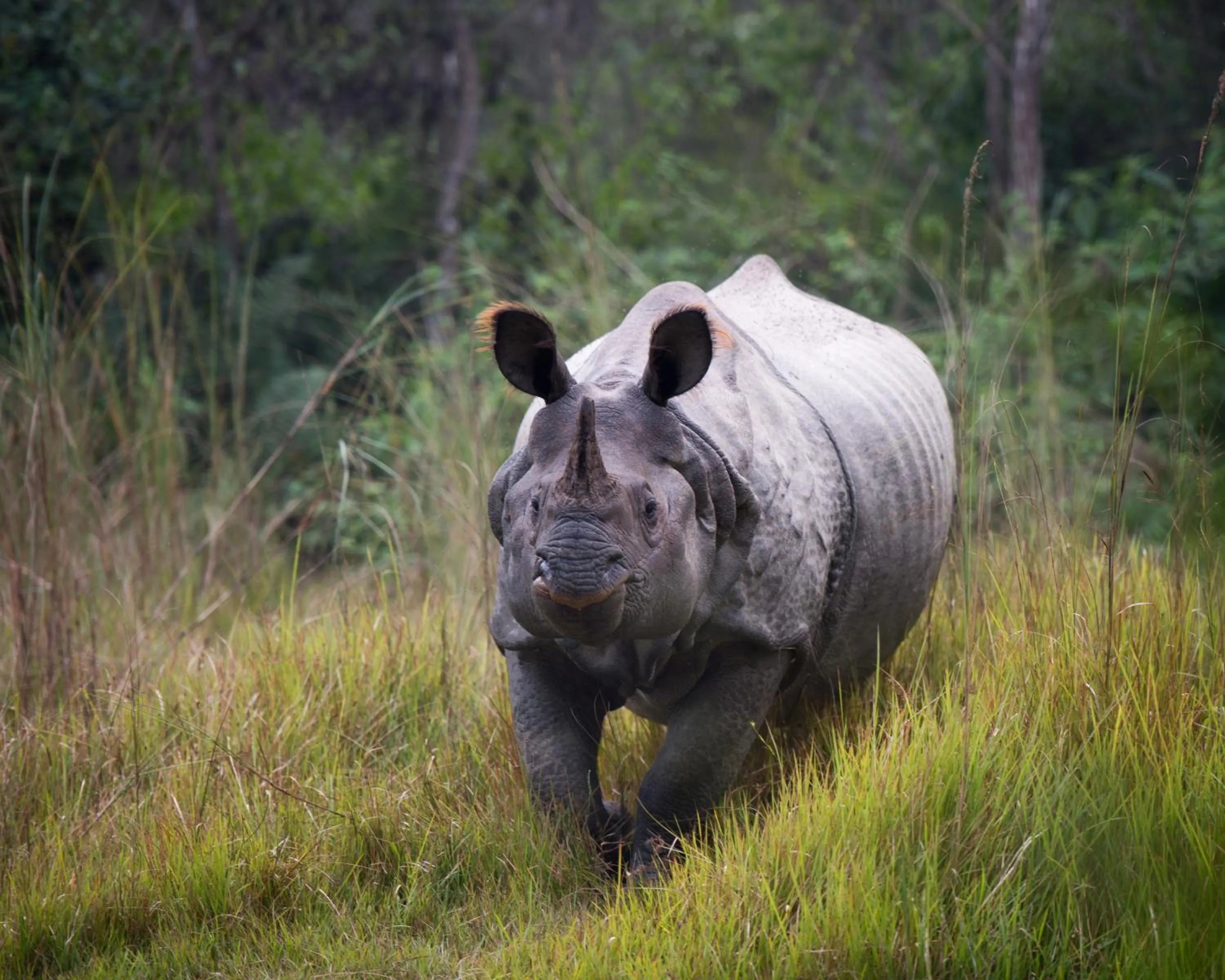 View (from property/room) in Tiger Tops Karnali Lodge