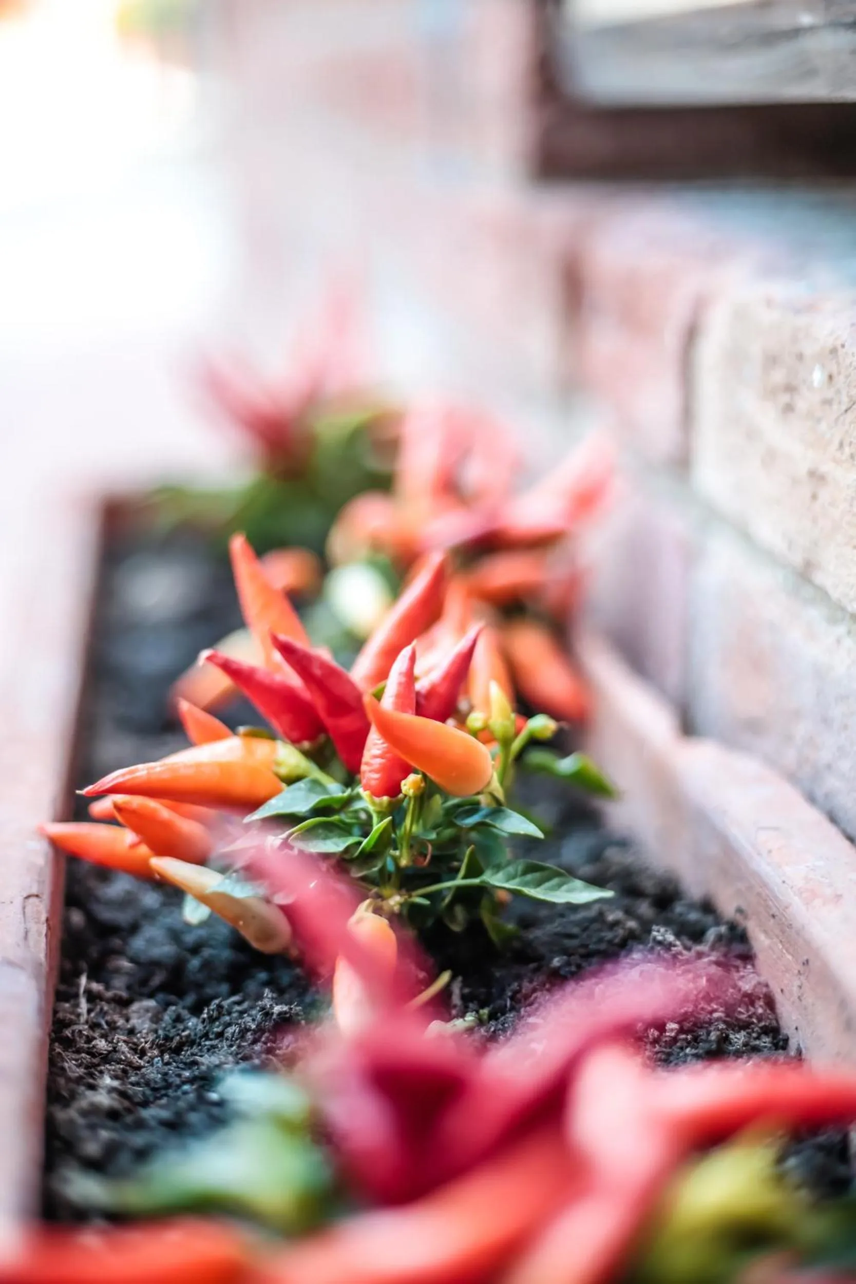 Garden view in Borgo San Vincenzo