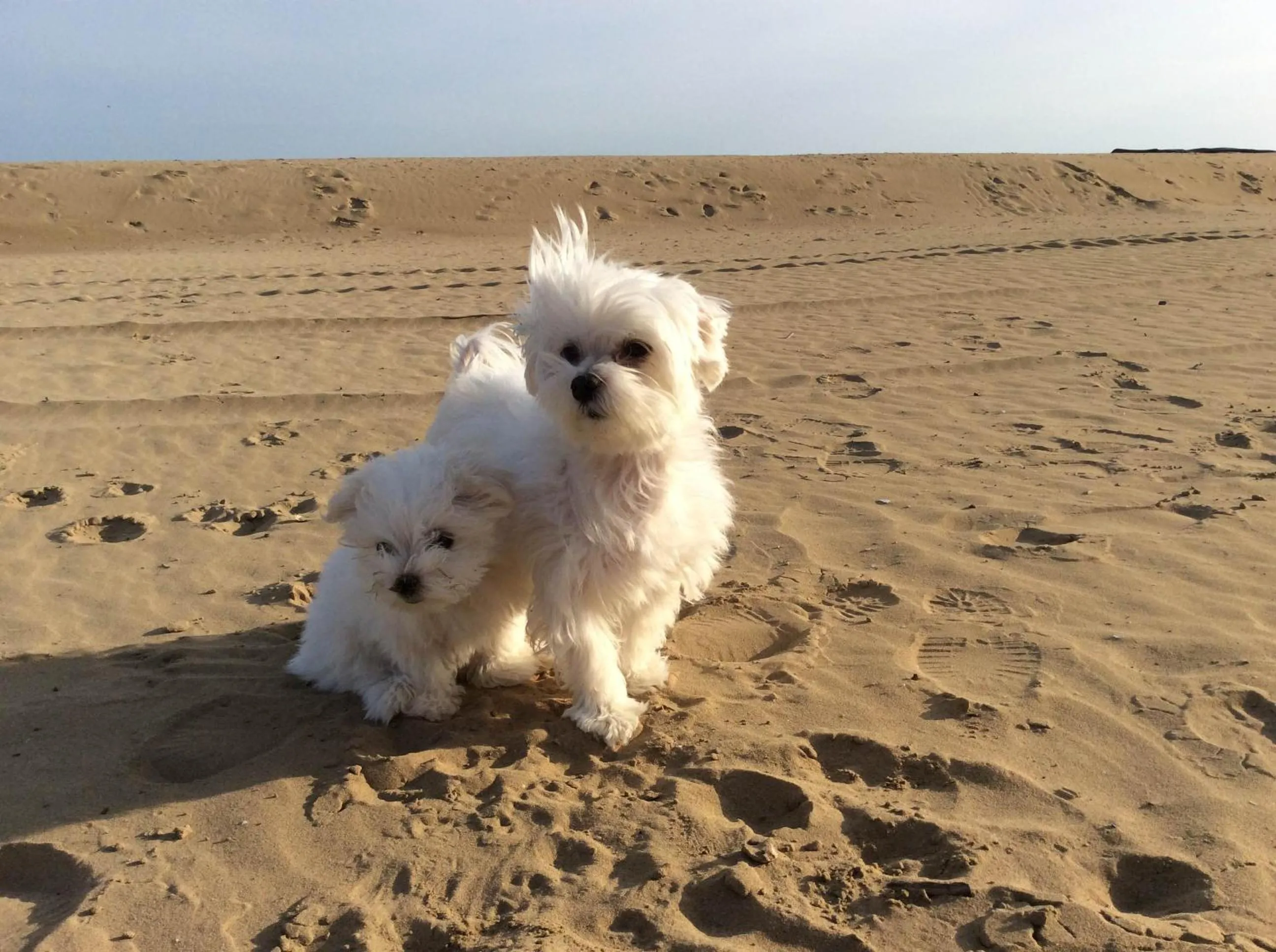 Pets in Hotel Universo