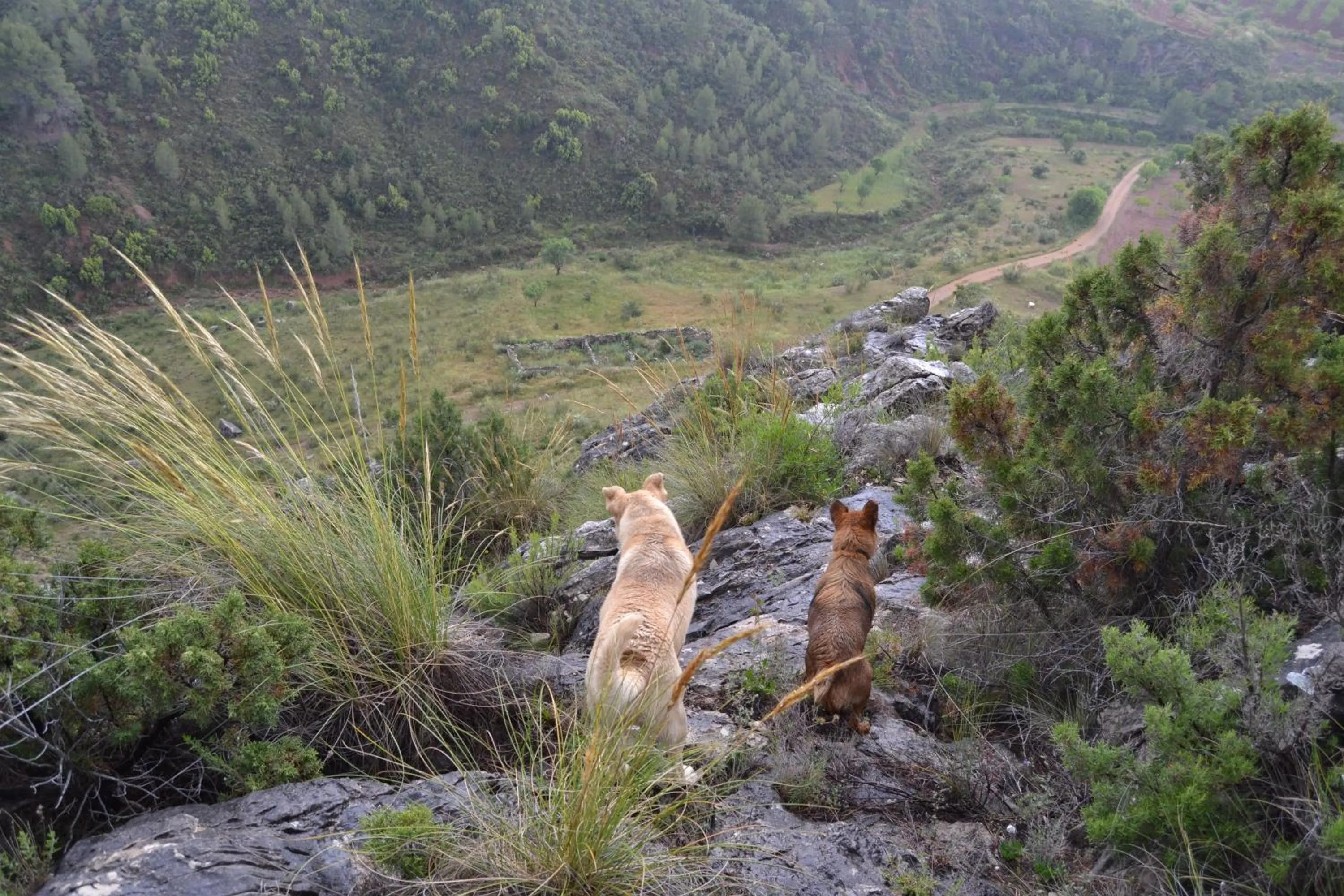 Animals in Las Casas de la Vega