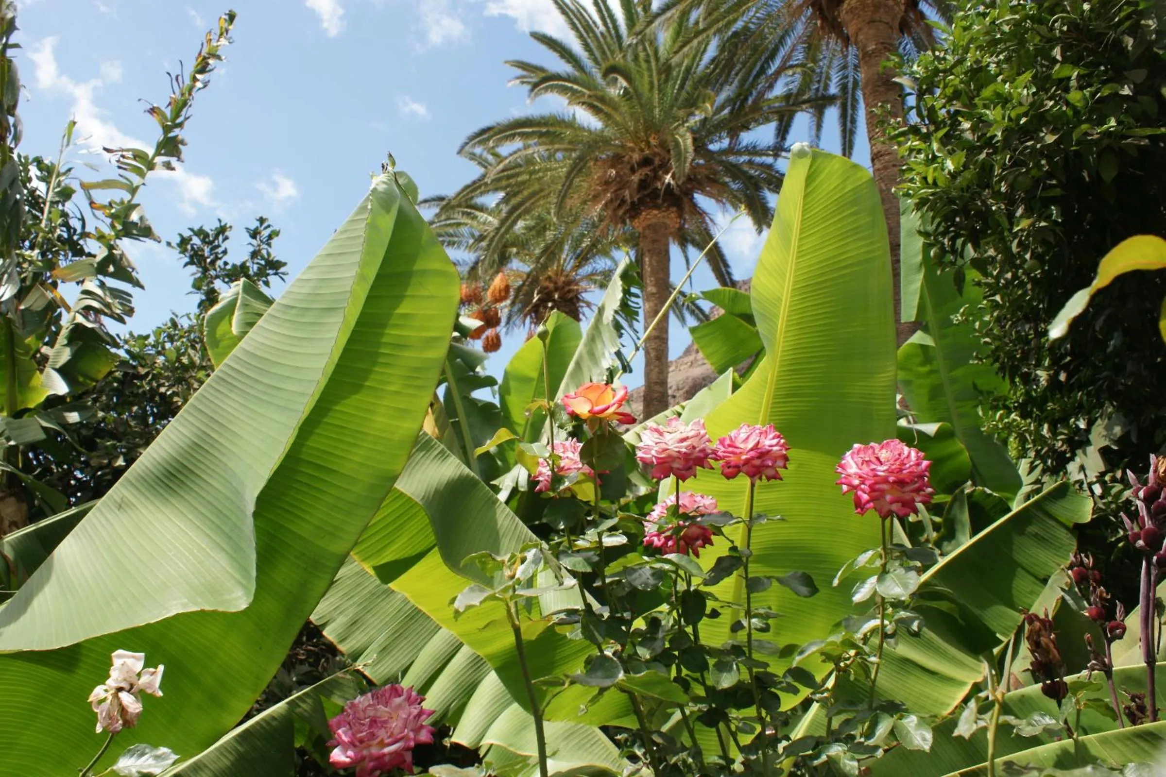 Garden in Apartamentos Nelly