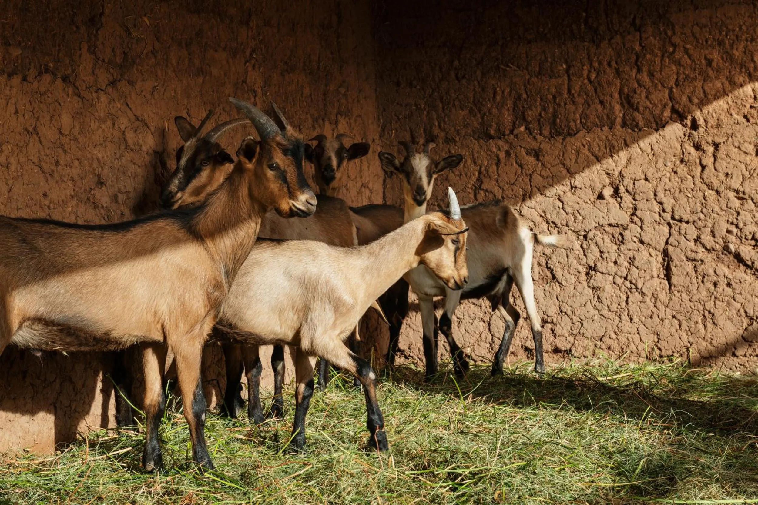 Pets in Pavillon Terra Ababila en Exclusivité