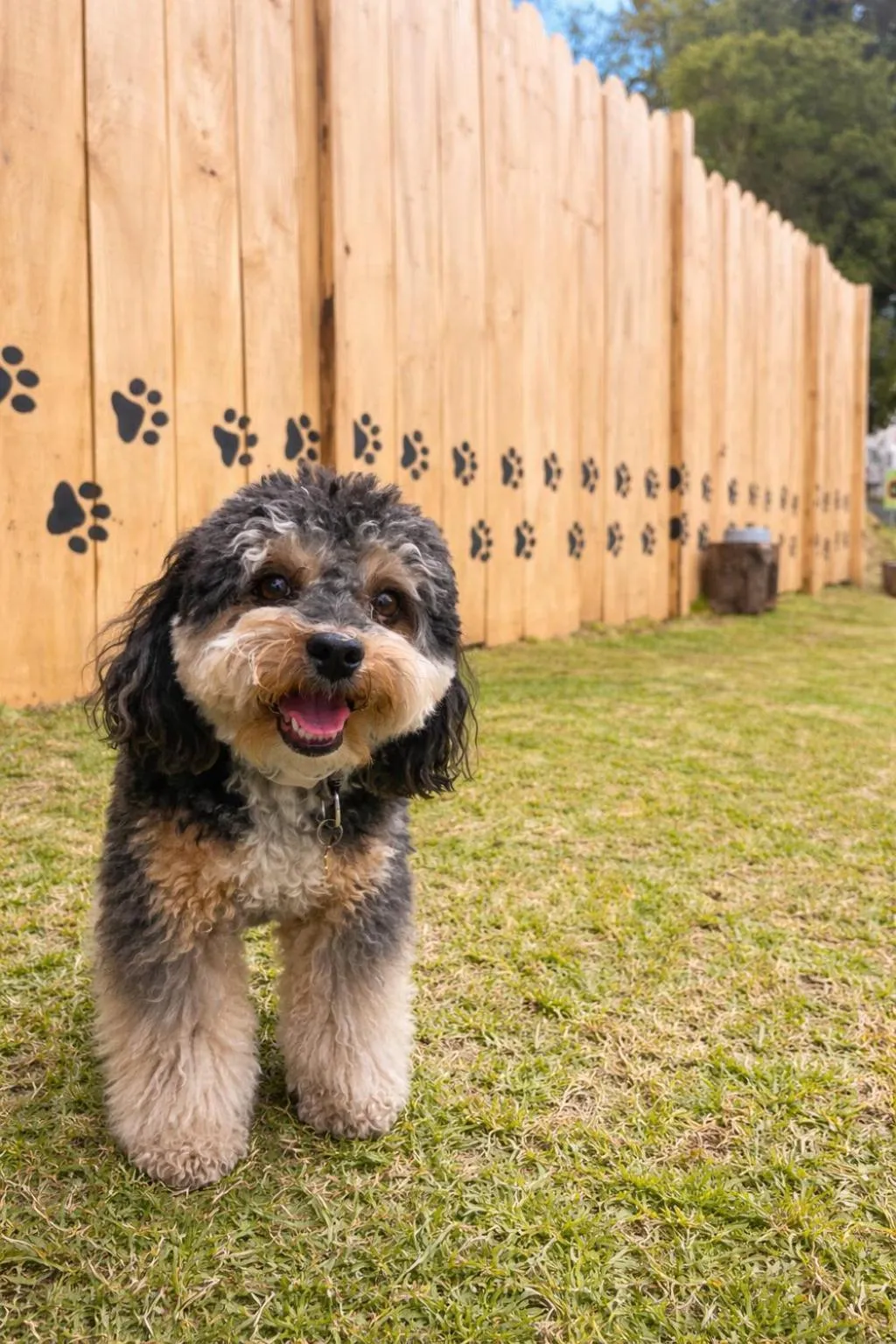 Pets in Aparta Hotel Torres de Suites