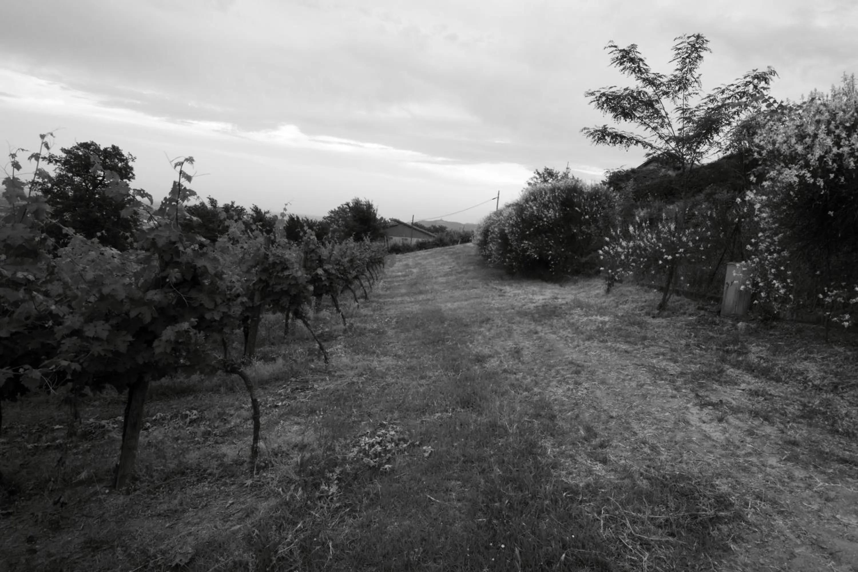 Other in Agriturismo Gaggioli Borgo Delle Vigne