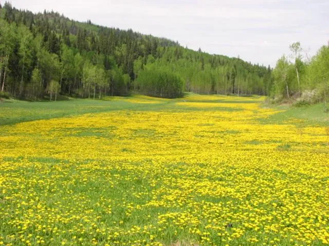 Spring in The Grateful Bed B'n'B